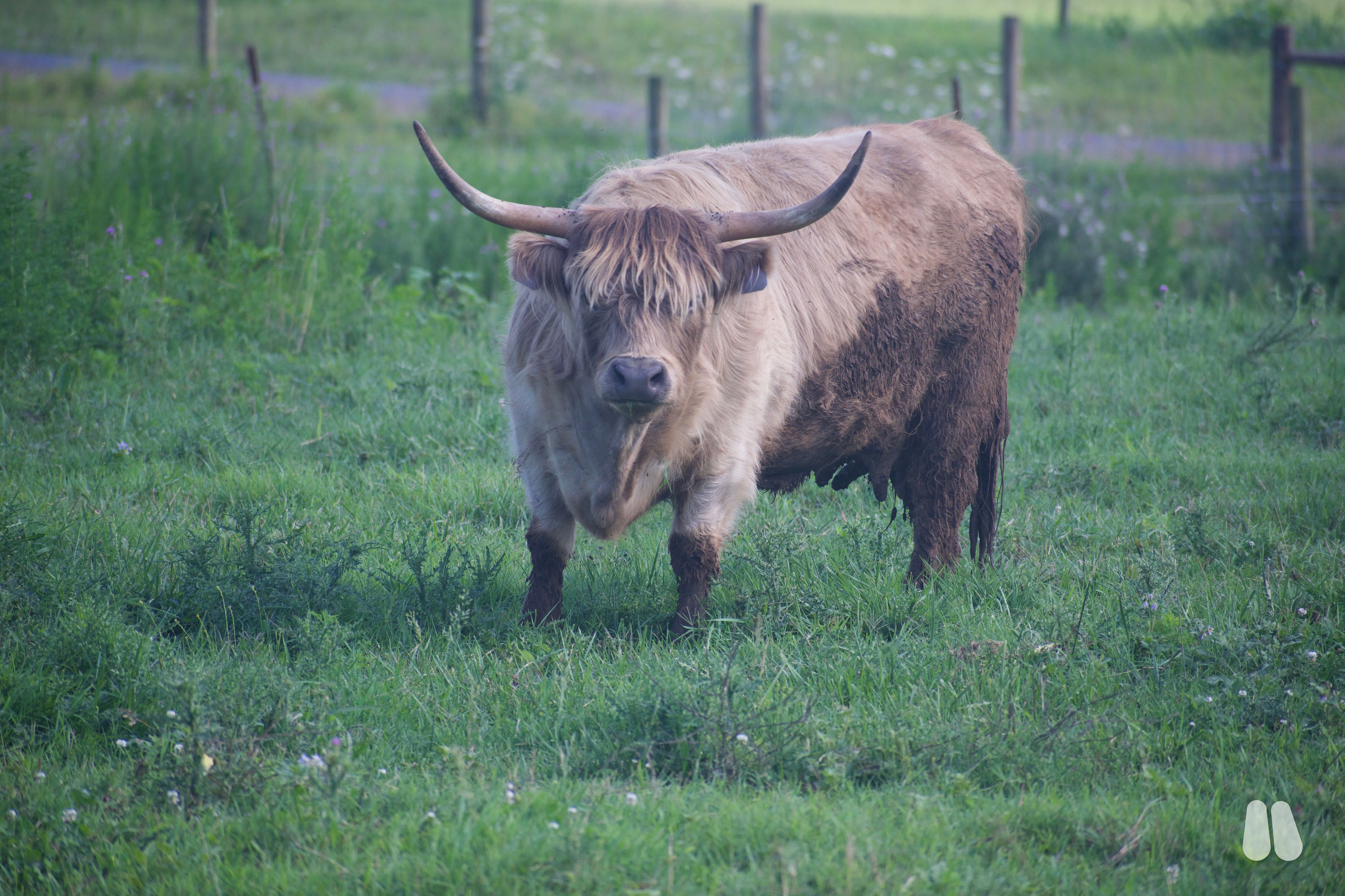 Dun Highland Exposed Cow, Horned (female Highland), photo 1 of 3