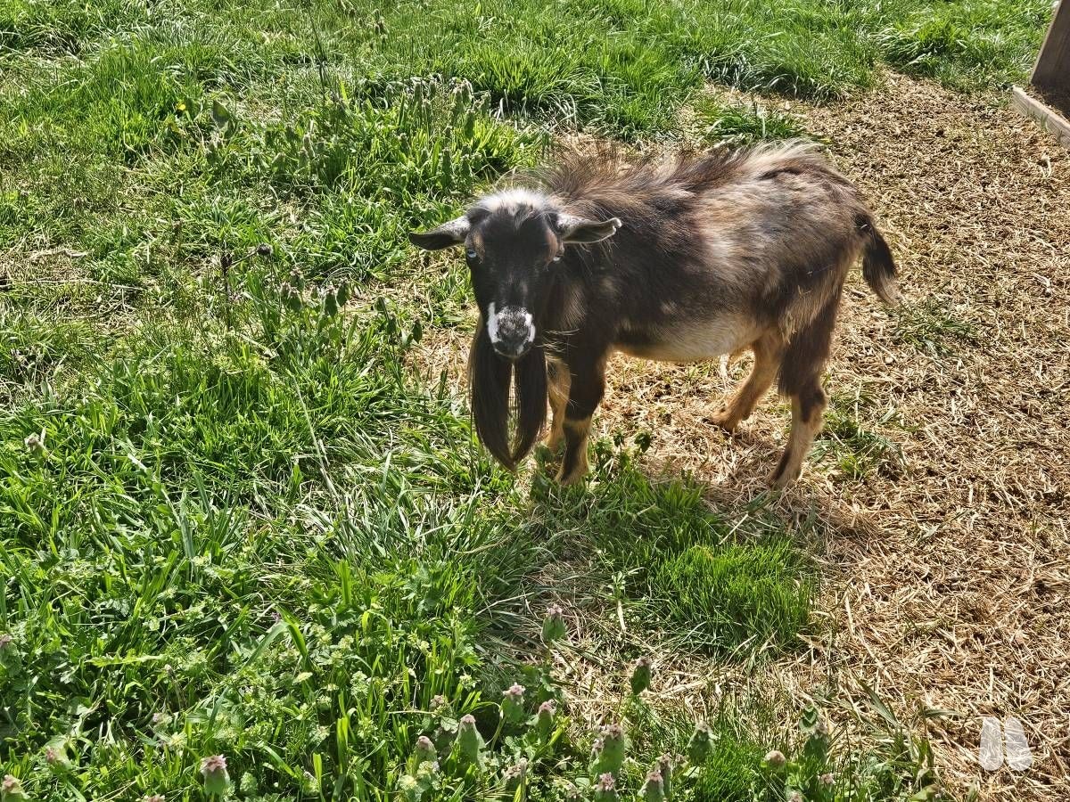 Blue Eyed Moon Spotted Nigerian Dwarf Buck (male Nigerian Dwarf), photo 1 of 5