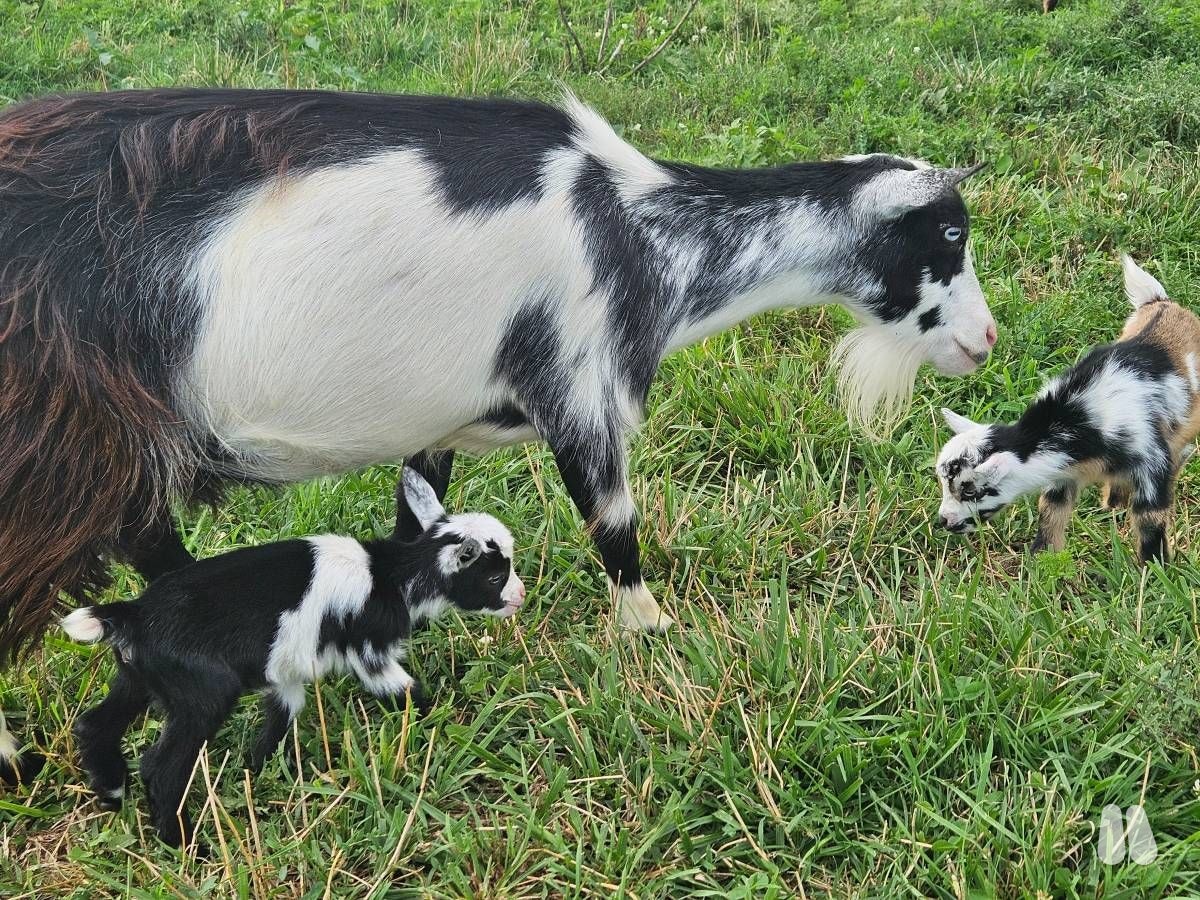 Black and White Blue-Eyed Nigerian Dwarf Doe (female Nigerian Dwarf), photo 1 of 4