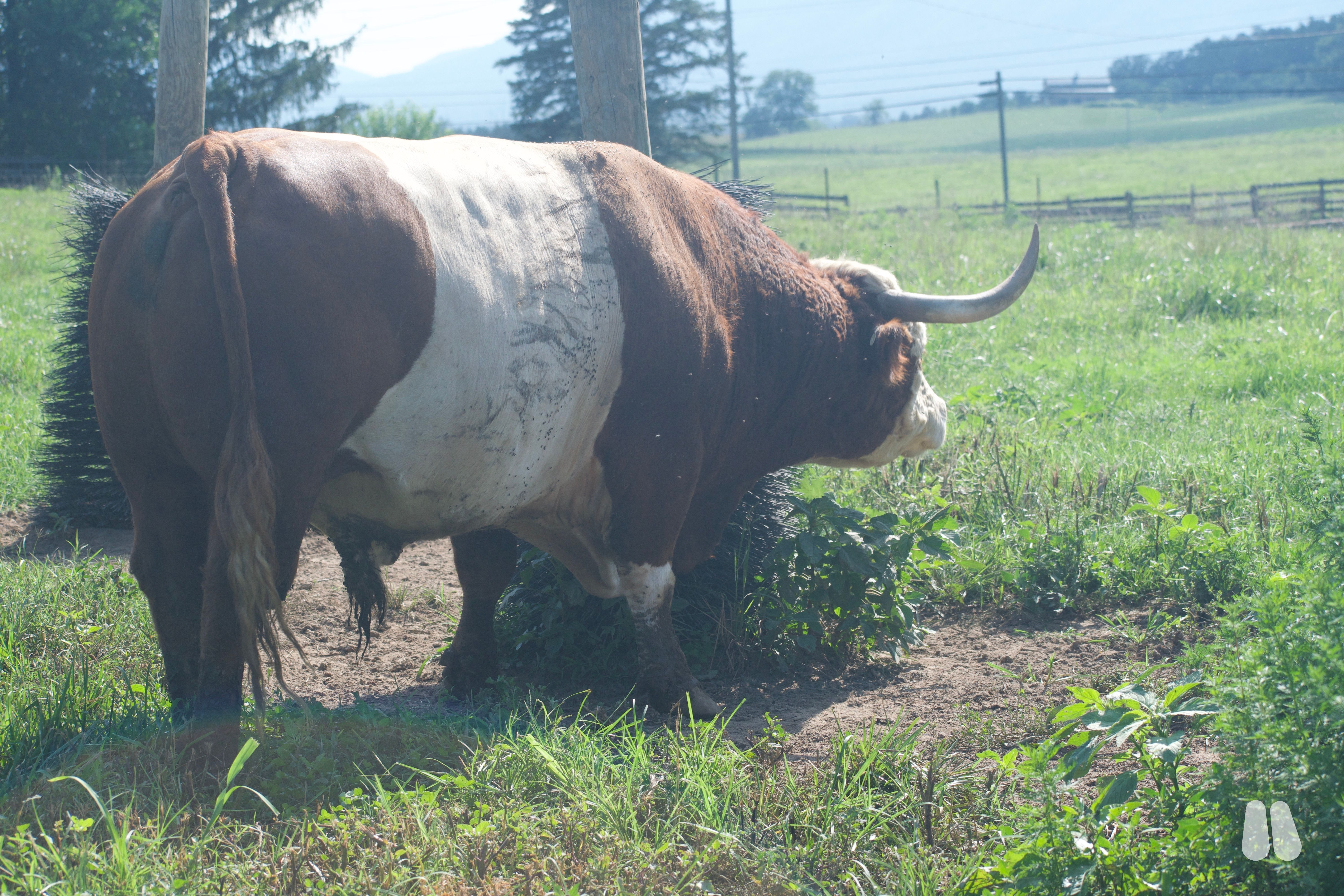 Red Belted High-Park Bull, Horned (male Highland), photo 1 of 3