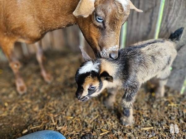 Light Chamoisee Blue Eyed Nigerian Dwarf Doe (female Nigerian Dwarf), photo 1 of 3