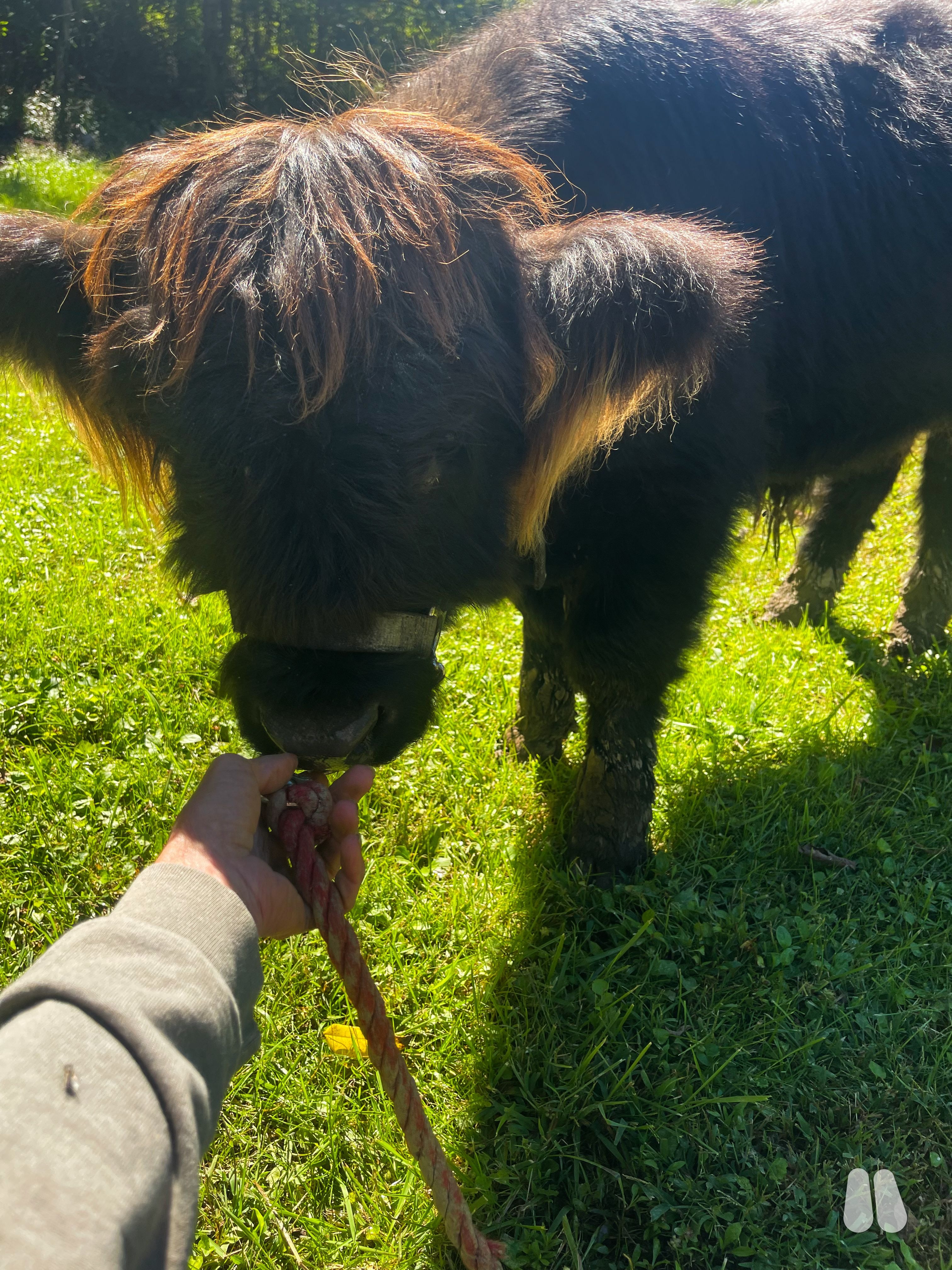 AHCA Registered Black Highland Bull Calf – Gunnar