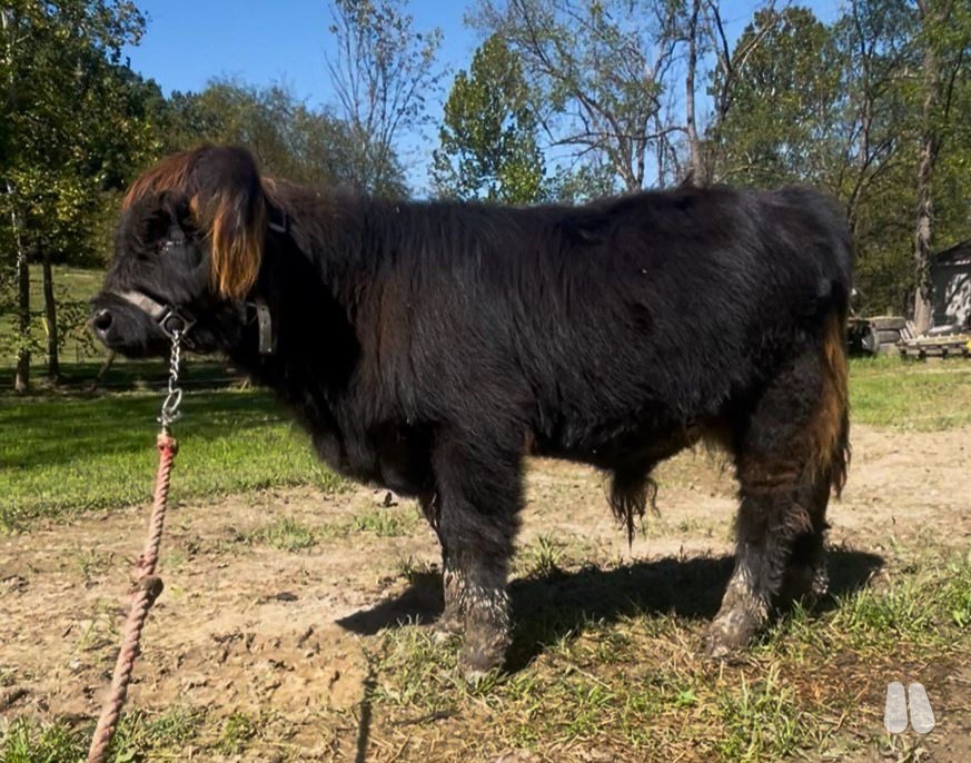AHCA Registered Black Scottish Highland Bull Calf – Gunnar (male Highland), photo 1 of 3