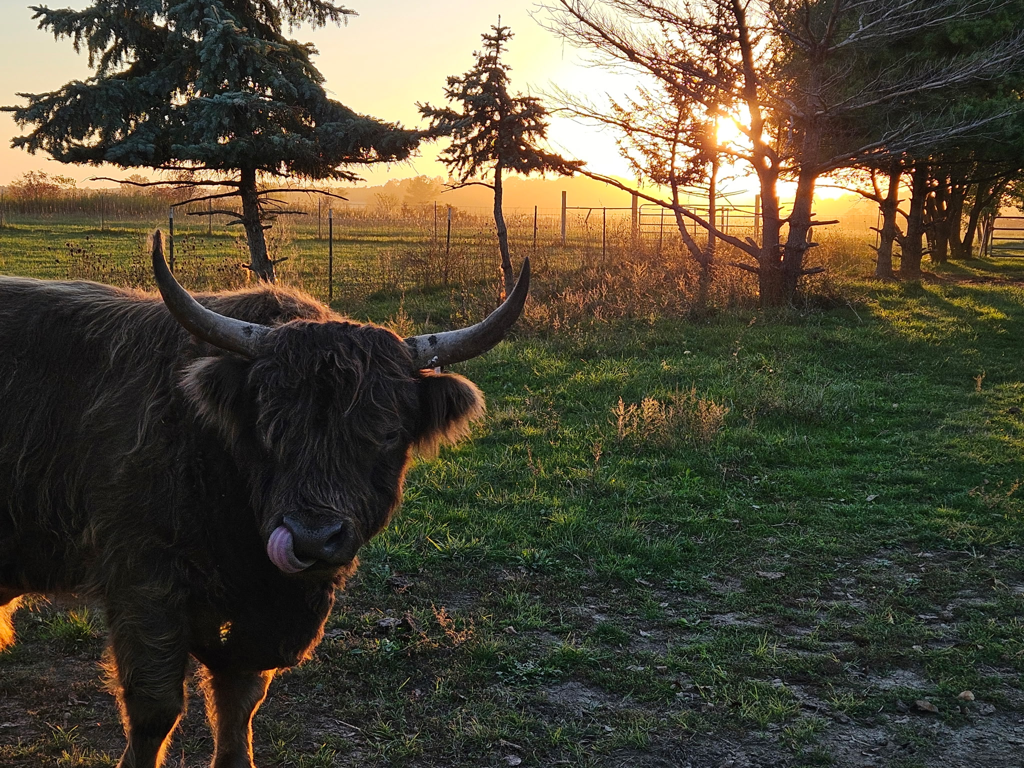 Unregistered proven highland bull (male Highland), photo 1 of 3