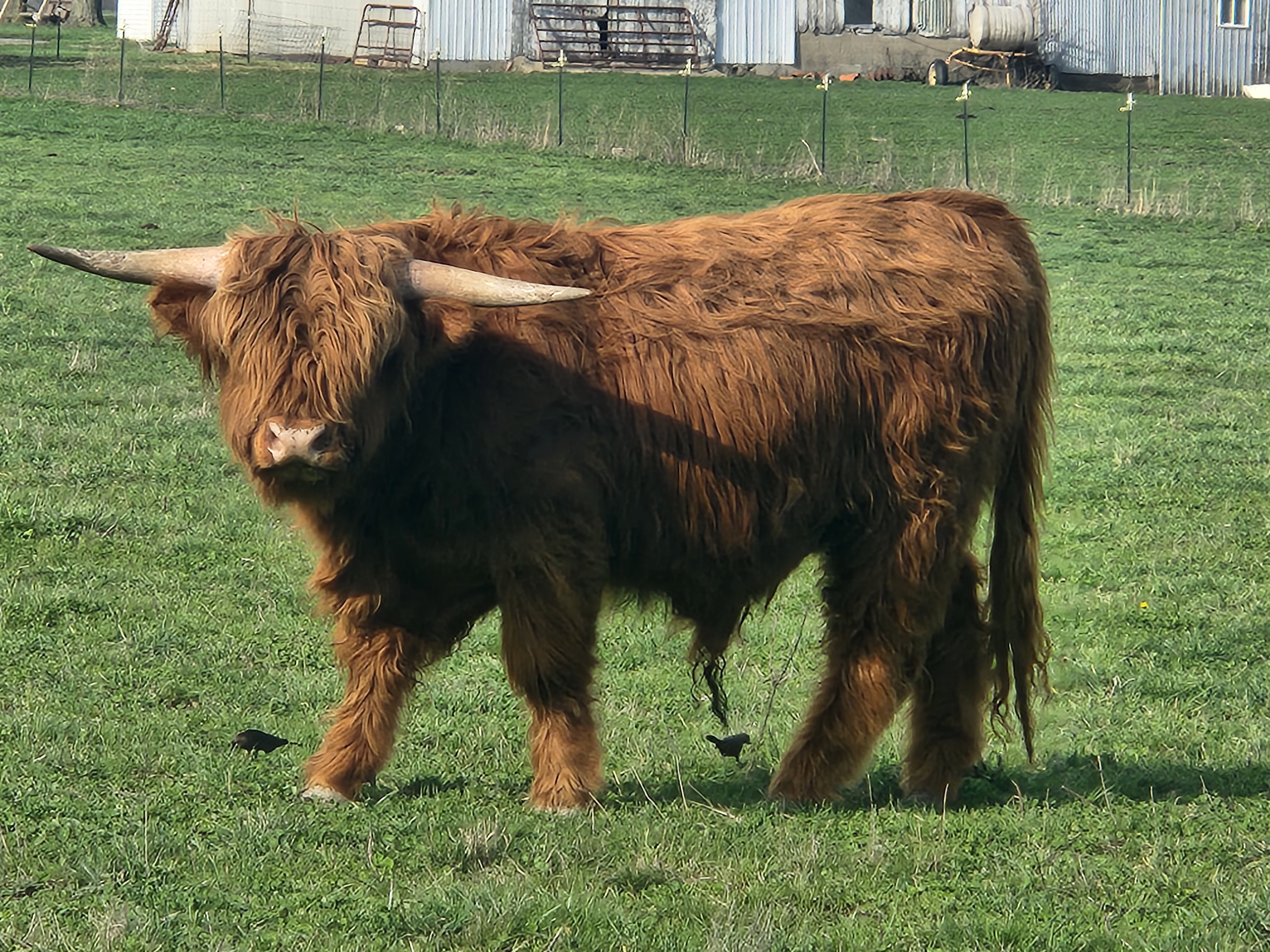 Unregistered full blood highland bull (male Highland), photo 1 of 3