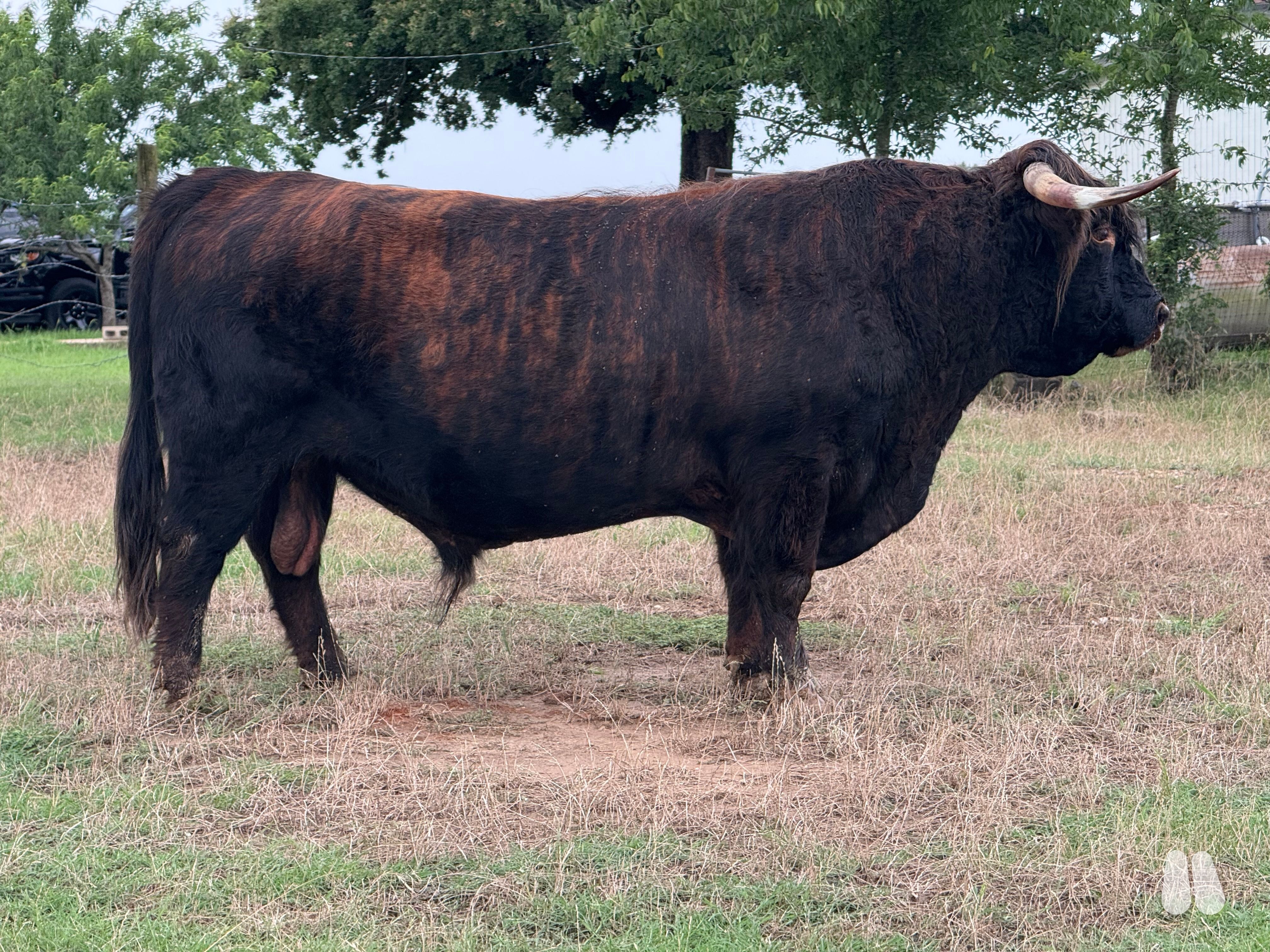 Proven AHCA Brindle Highland Bull, Born 03/25/2020 (male Highland), photo 1 of 7