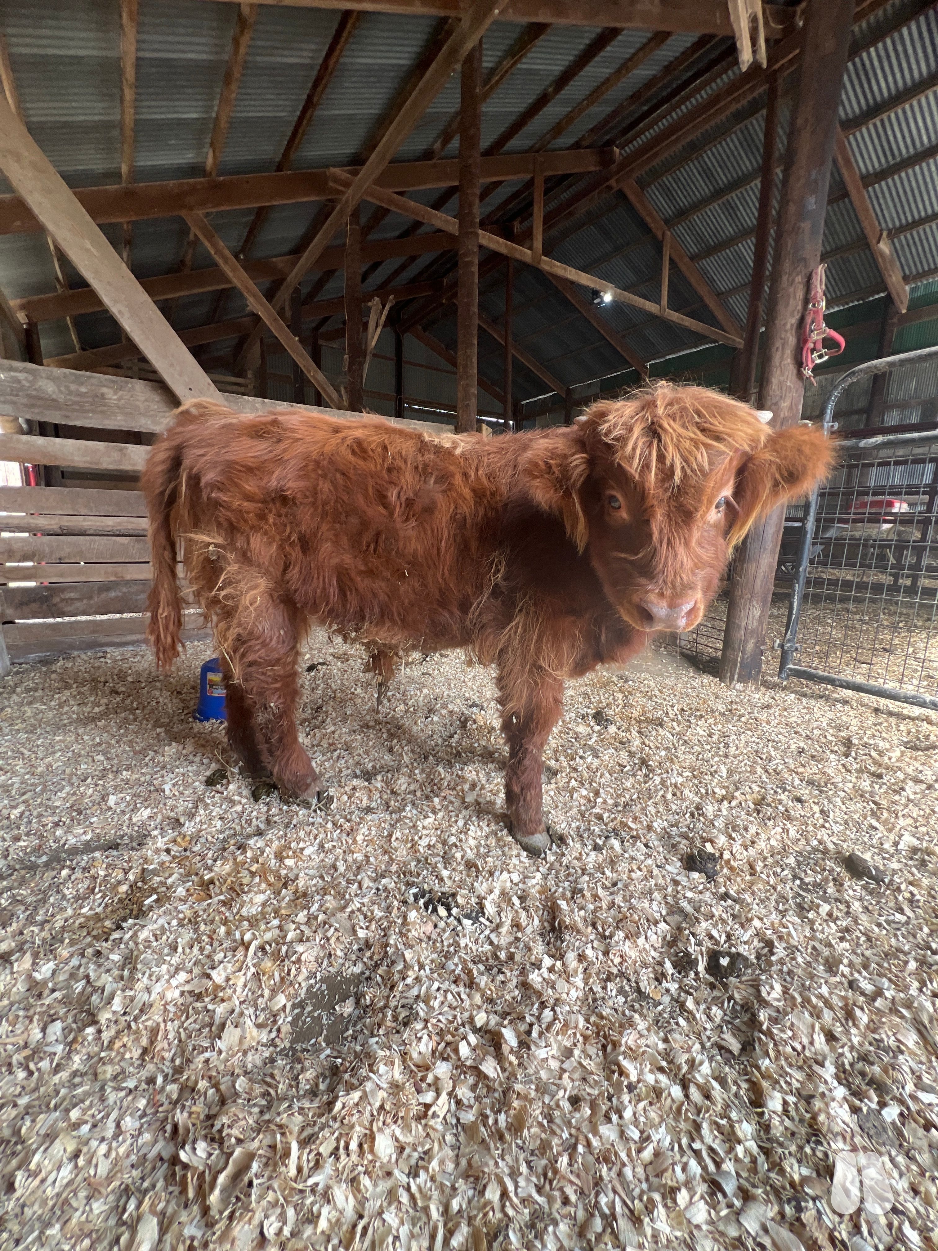 AHCA Registered Highland bull calf (male Highland), photo 1 of 3