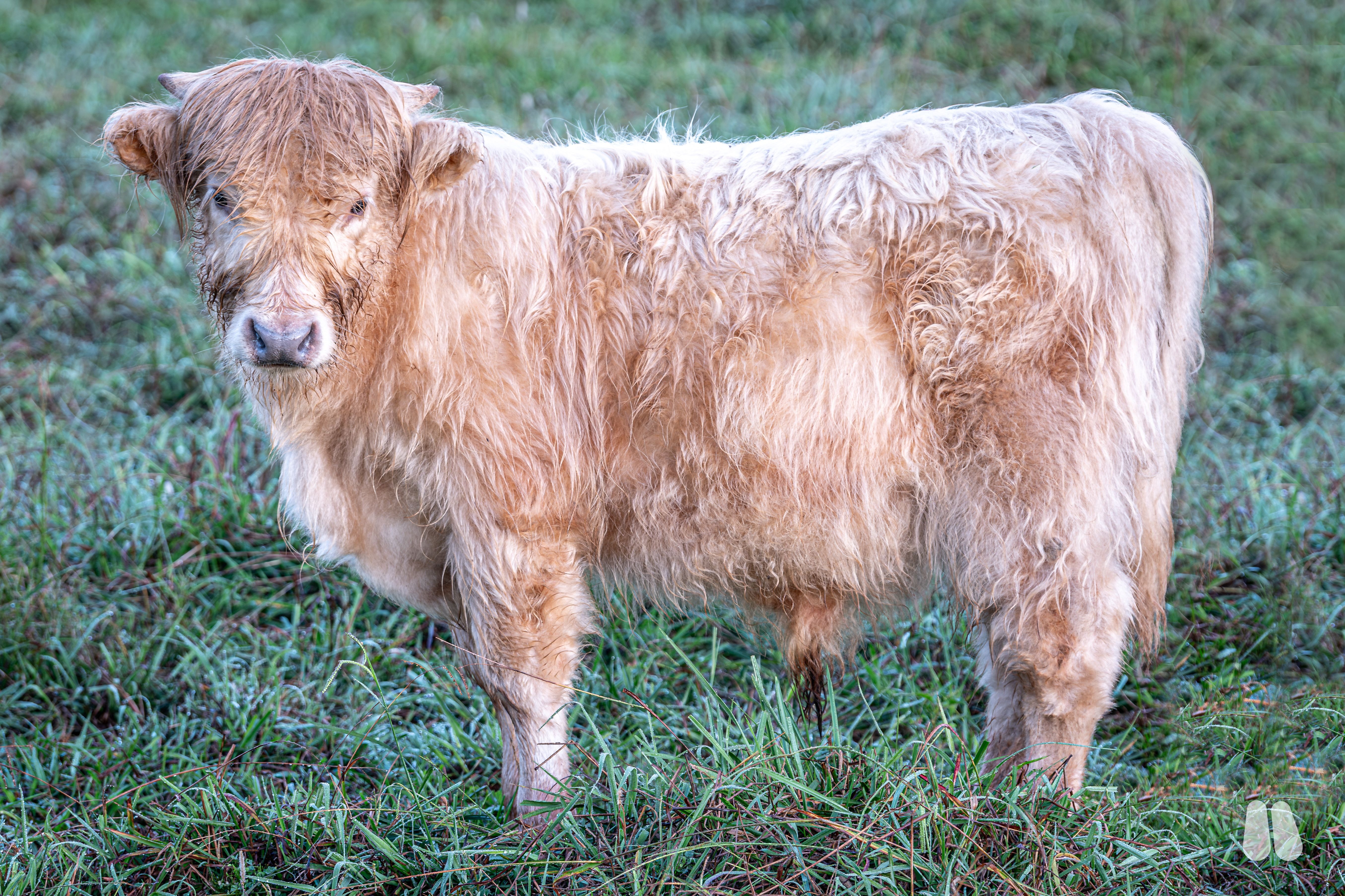 Highland silver bull calf (male Highland), photo 1 of 7