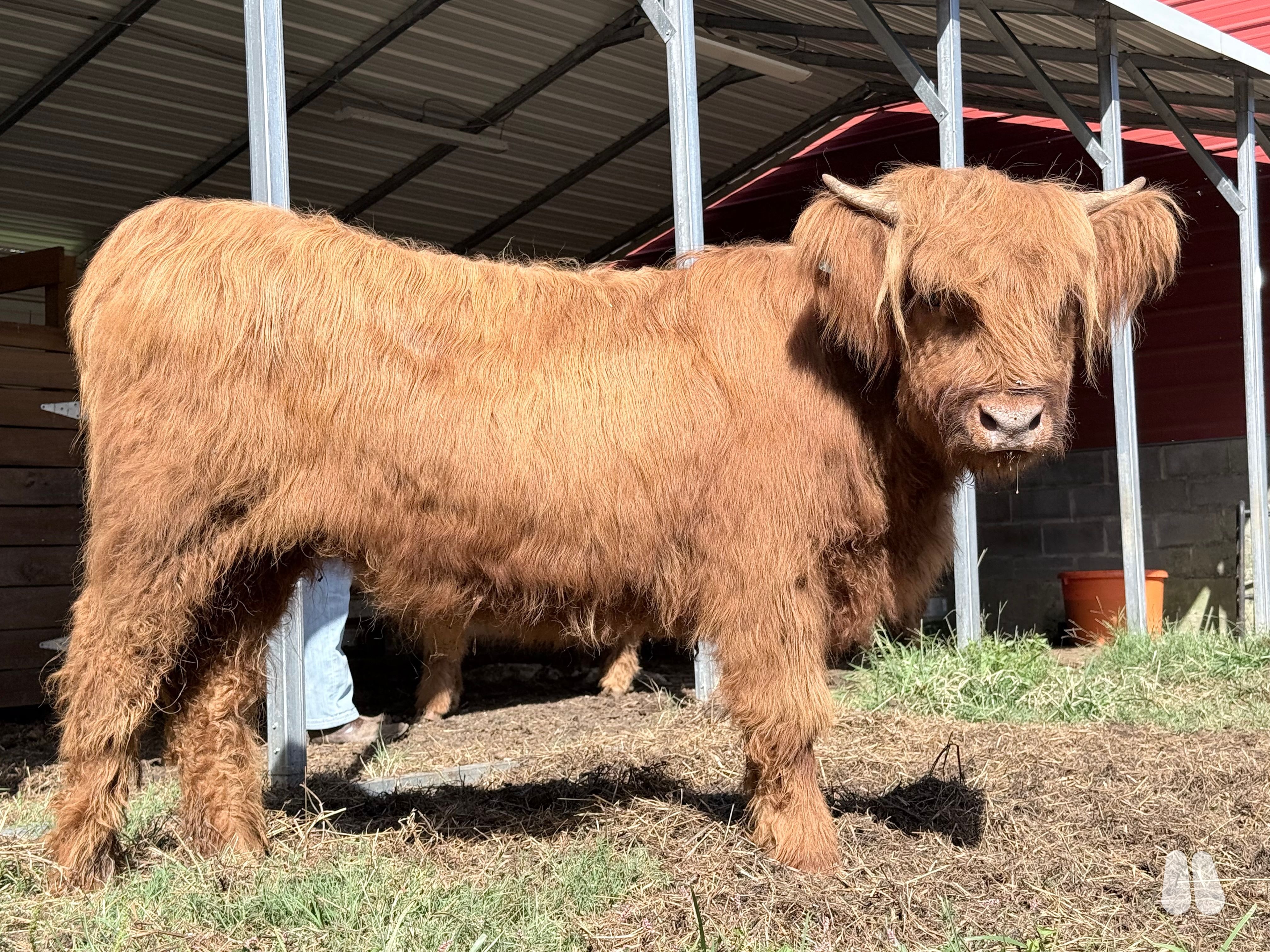 Little Creek Rae- Red Highland Open Heifer, 73020