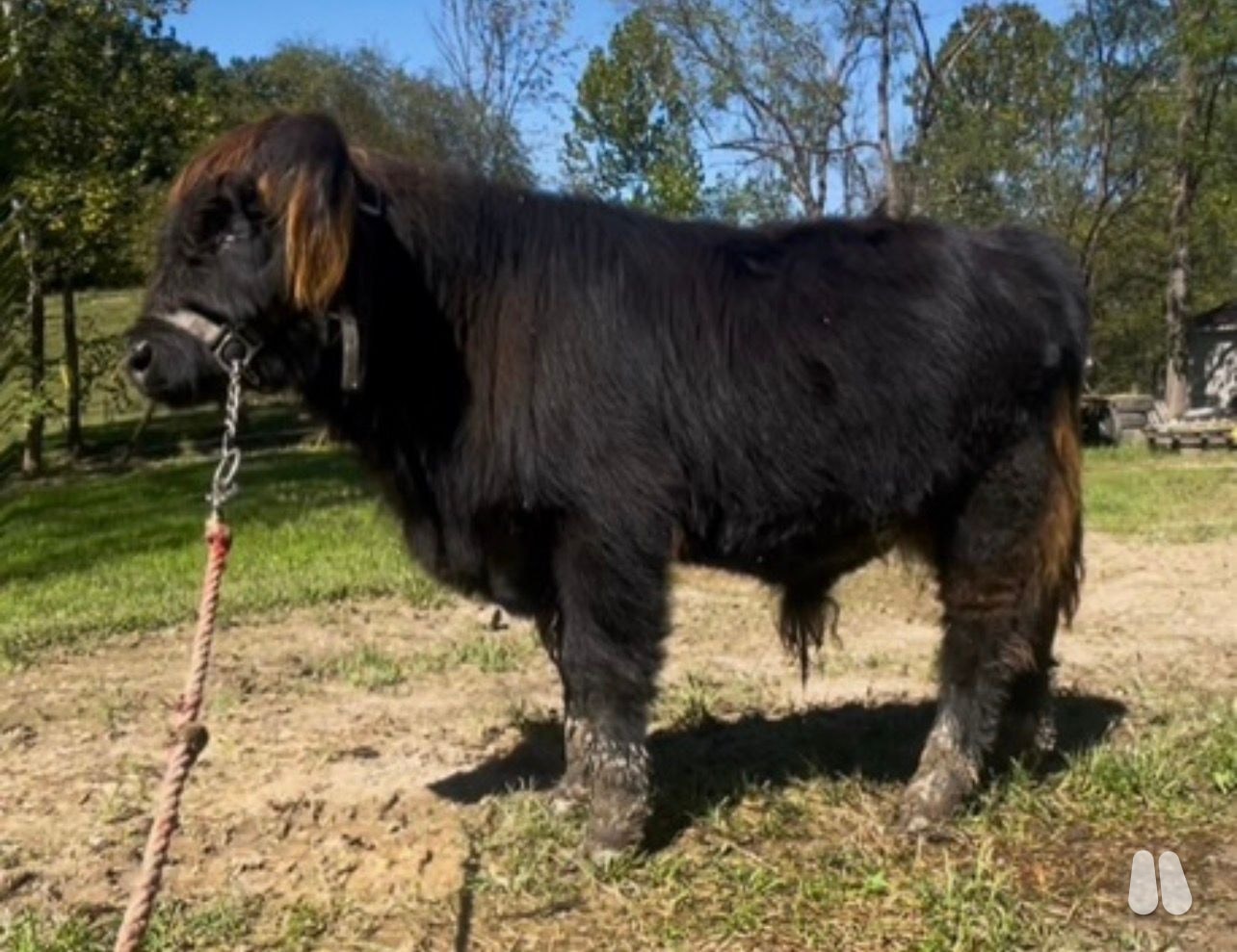 AHCA Registered Black Highland Bull Calf – Gunnar