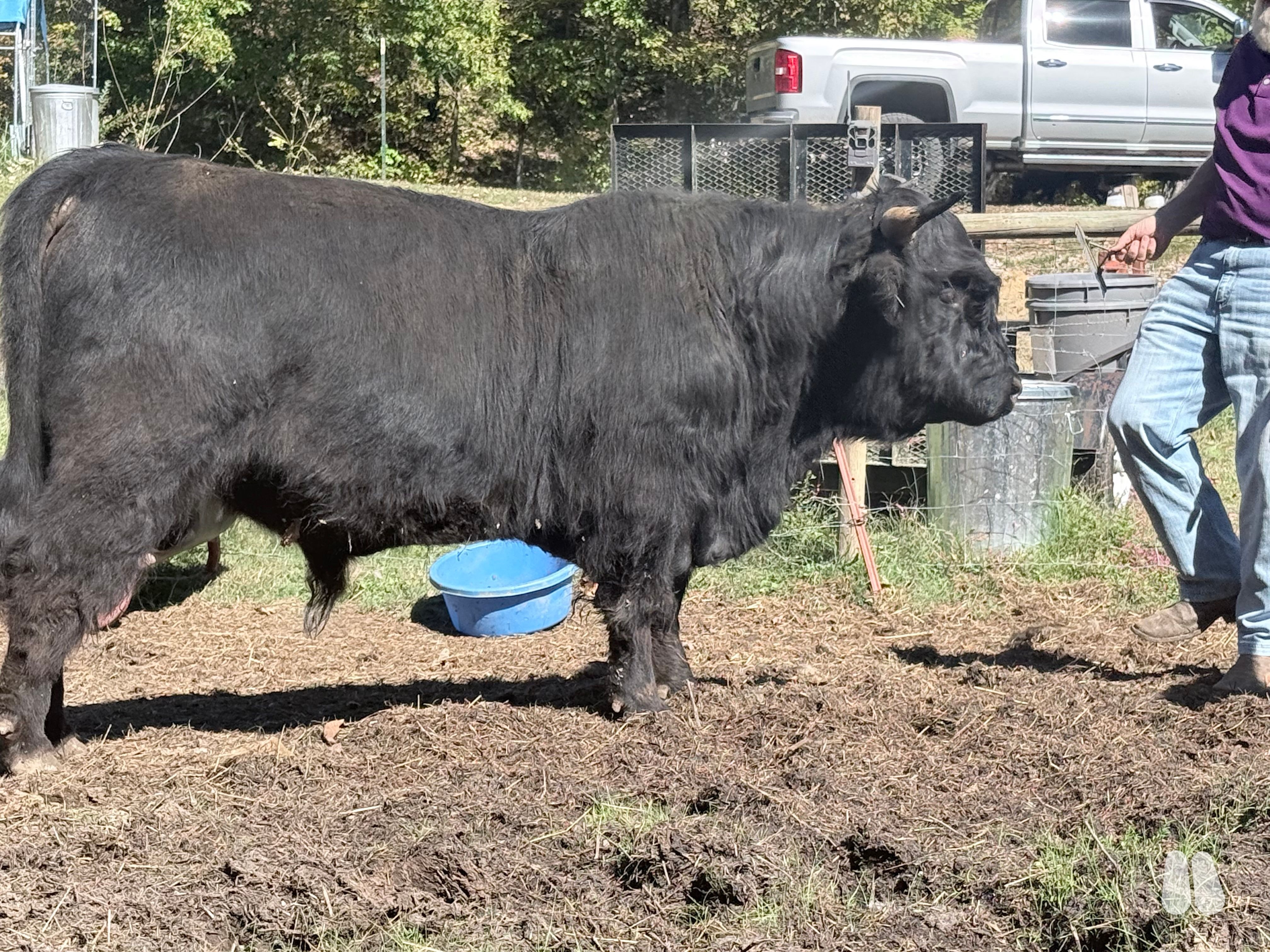 Little Creek Niko-Highland Bull, 68799