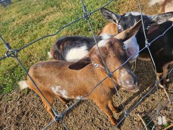 Butterbeer-Nigerian Dwarf doe