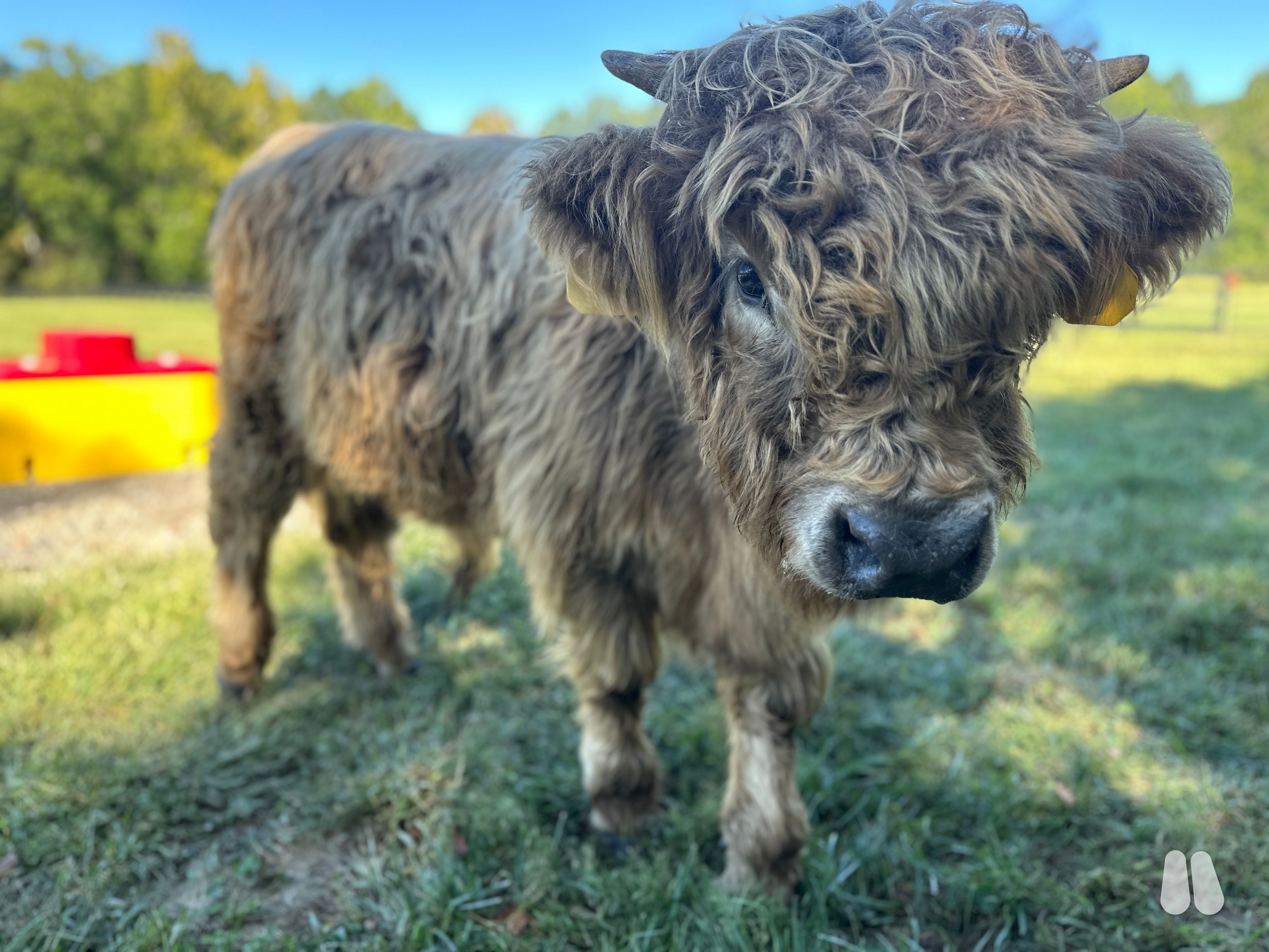 Registration pending on Highland Bull Calf (male Highland), photo 1 of 6