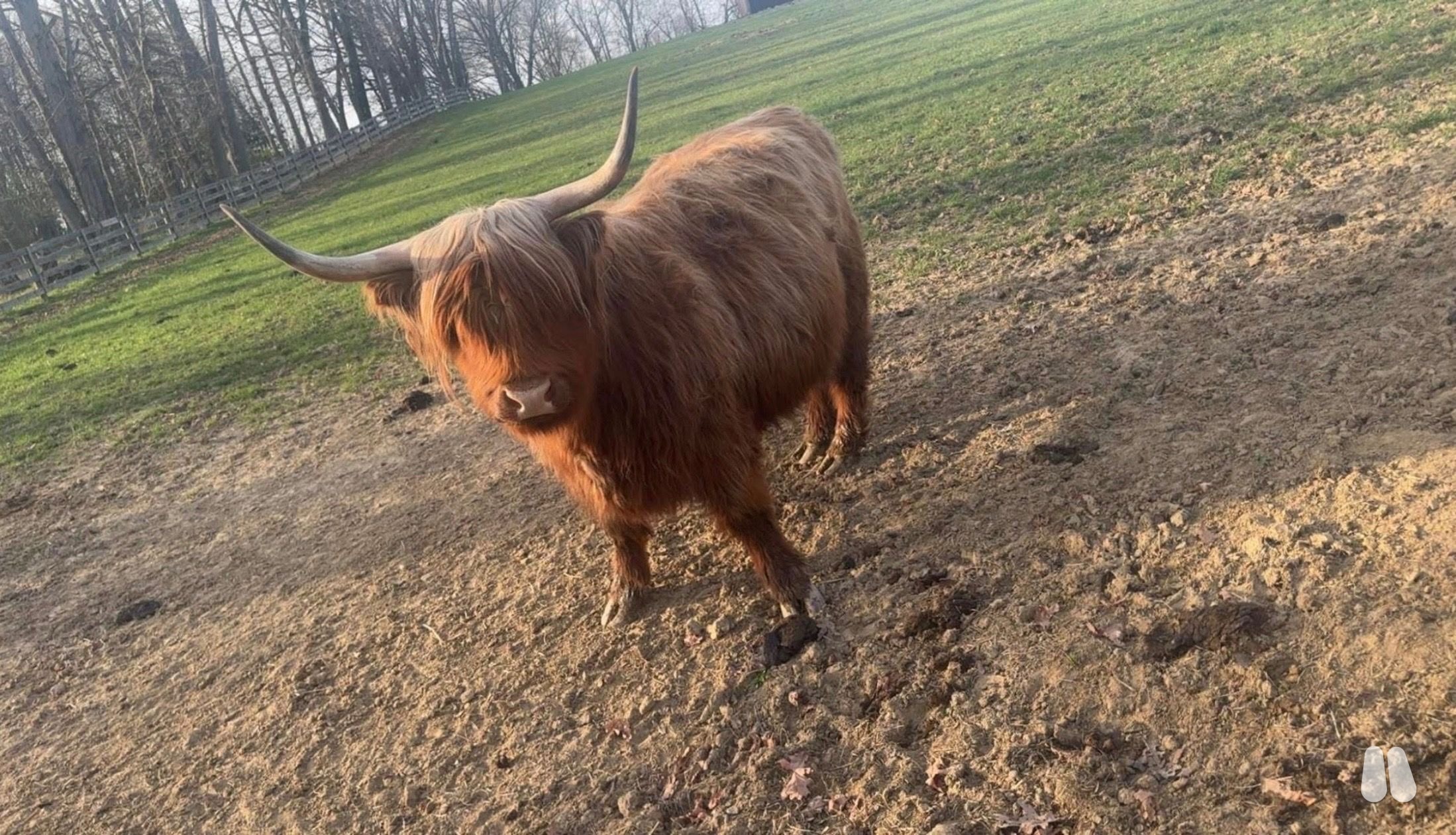 registered Highland bread, heifer (female Highland), photo 1 of 3