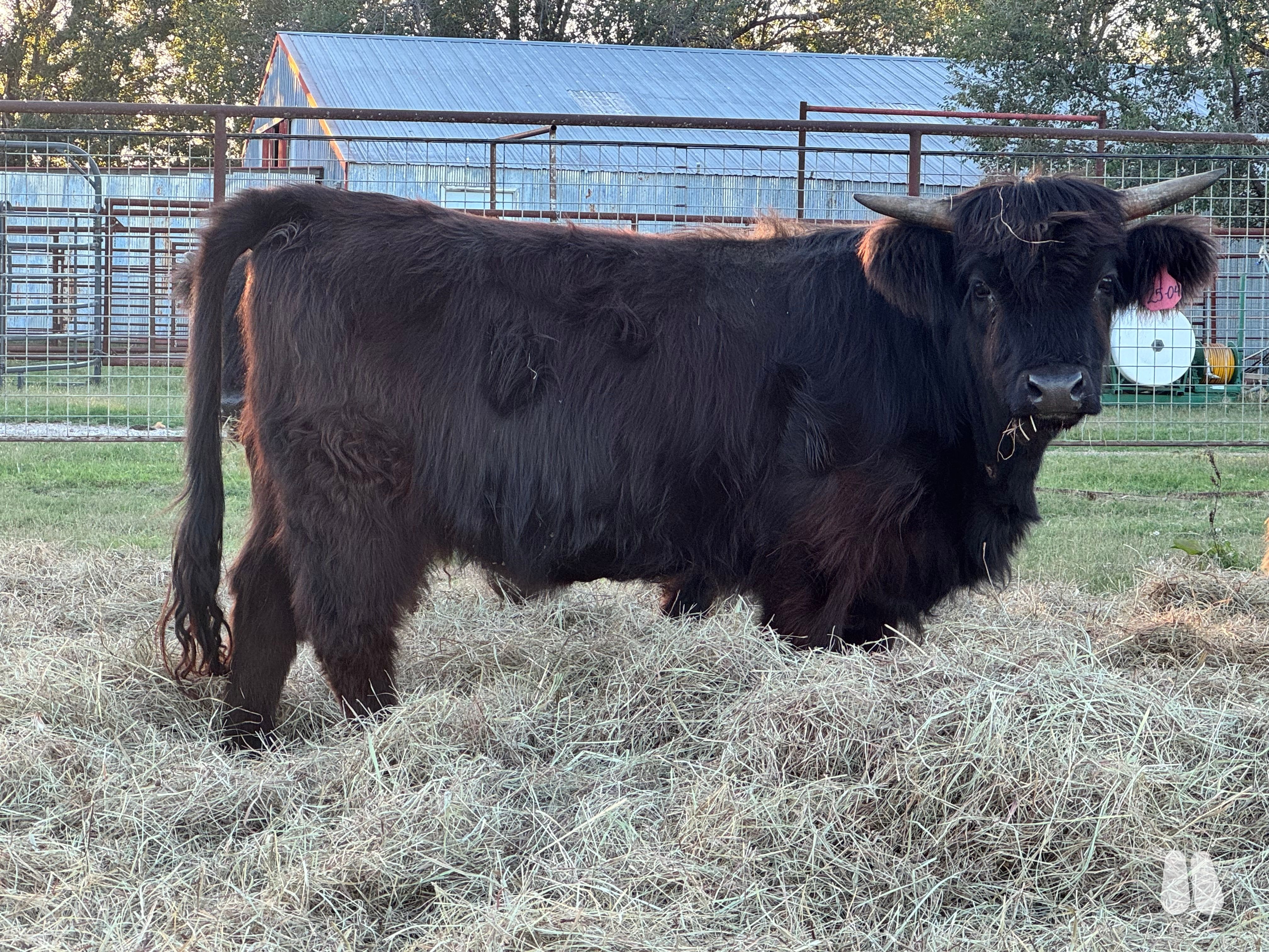 Black  Highland Heifer (female Highland), photo 1 of 3