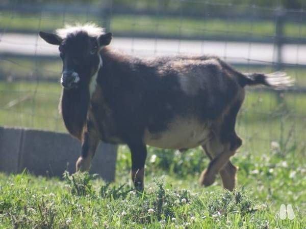 Leo-Nigerian Dwarf Buck (male Nigerian Dwarf), photo 1 of 4