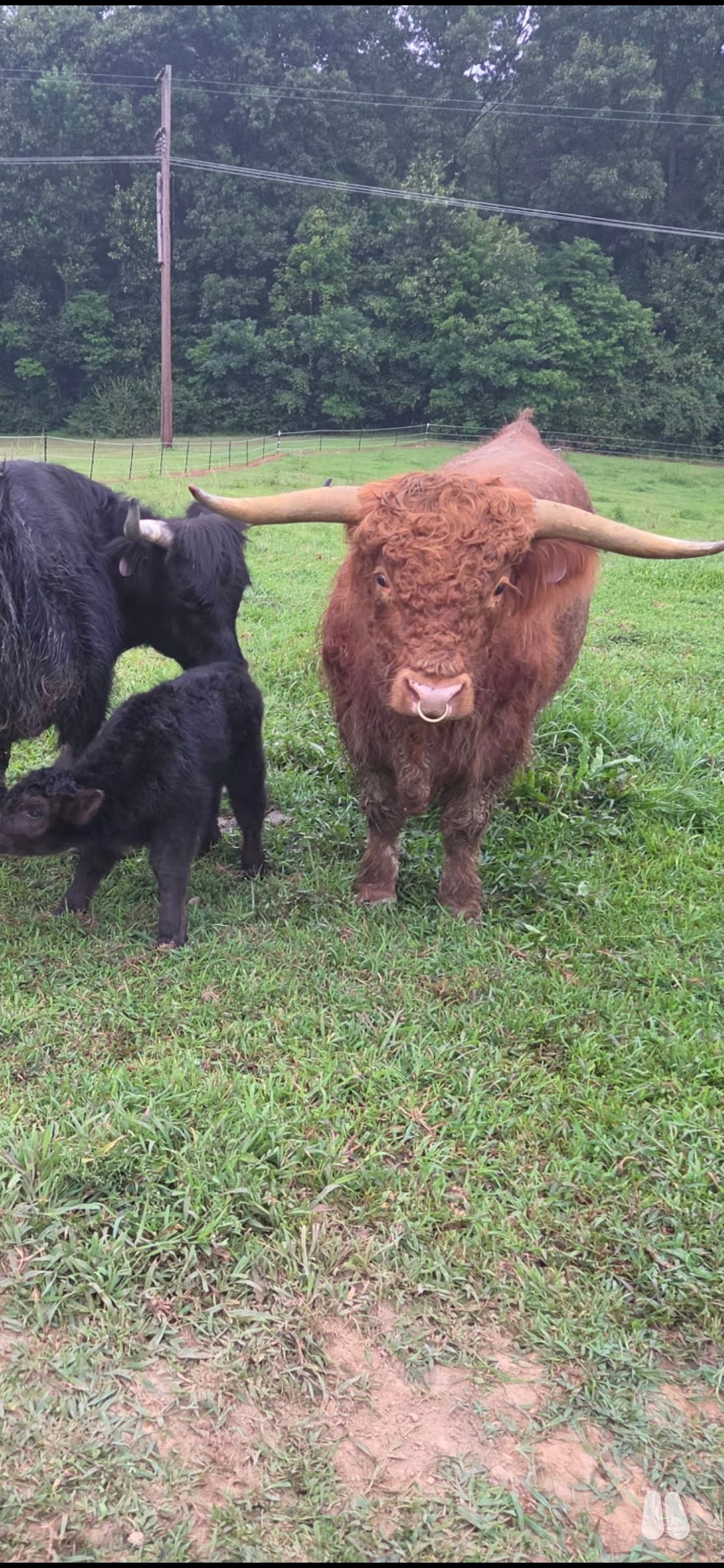 Registered highland bull (male Highland), photo 1 of 3
