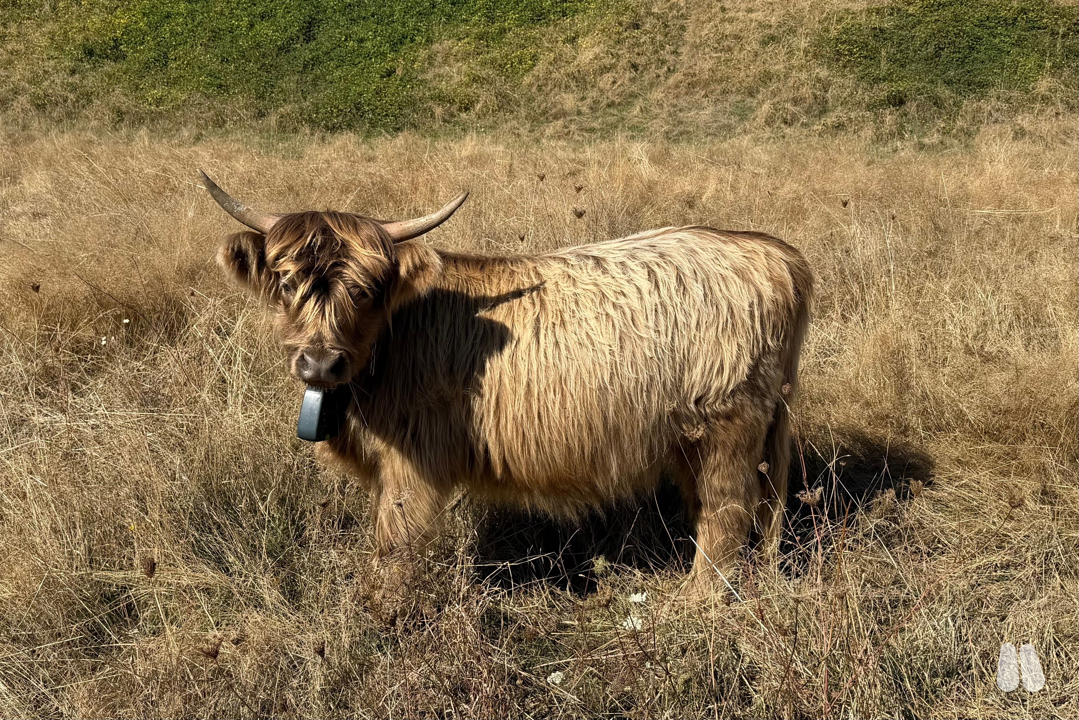 AHCA Dun Yearling Heifer (female Highland), photo 1 of 3