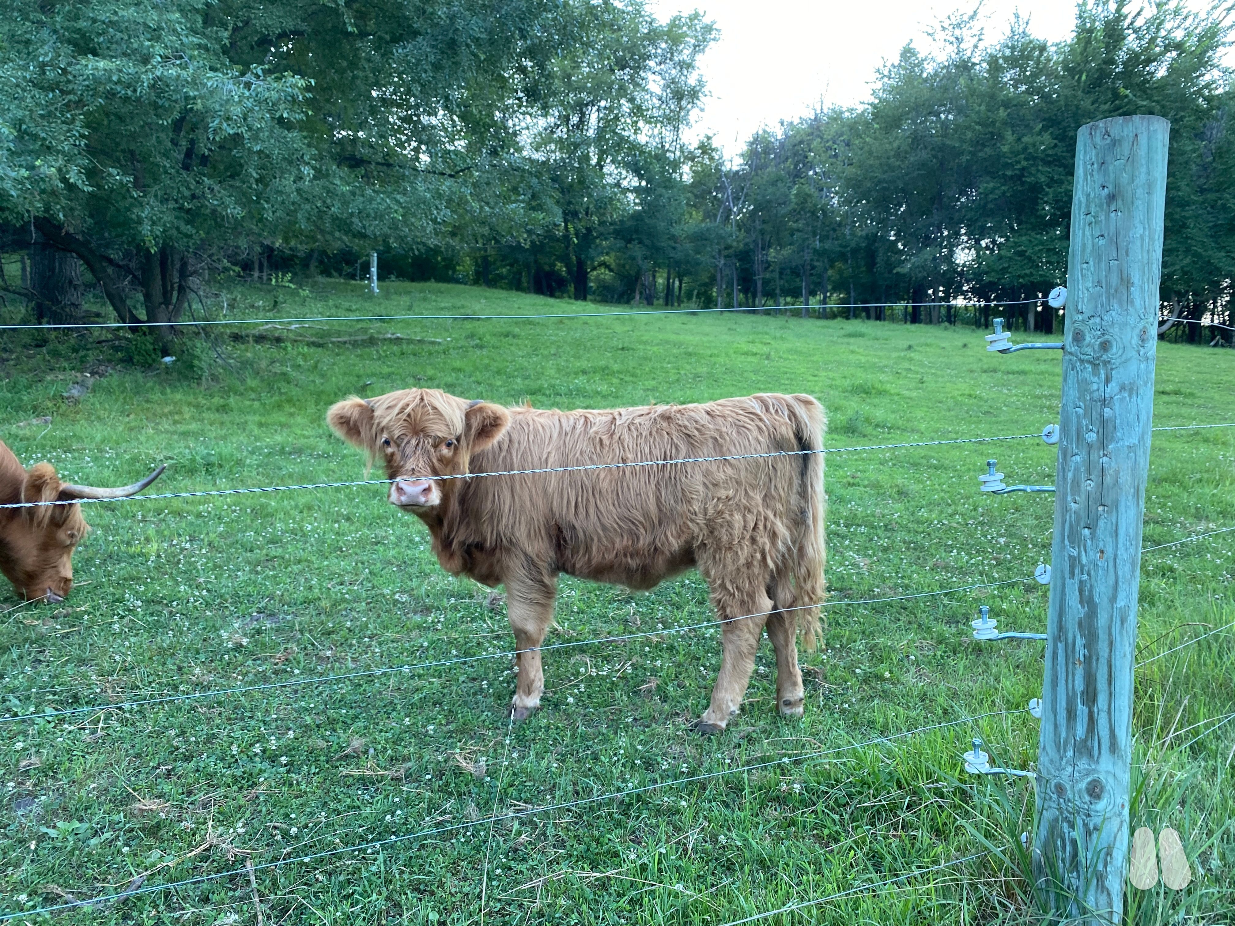 Hettie, Horned Highland Weaned Heifer Calf (female Highland), photo 1 of 3
