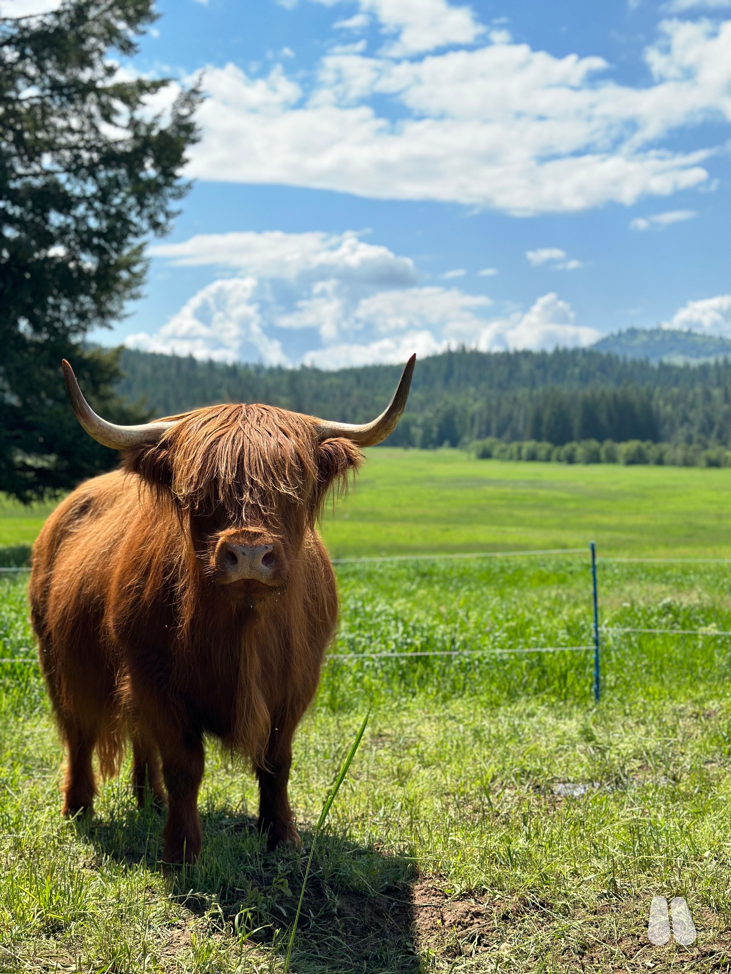Swalanders Luna (Exposed) AHCA Registered Cow (female Highland), photo 1 of 4