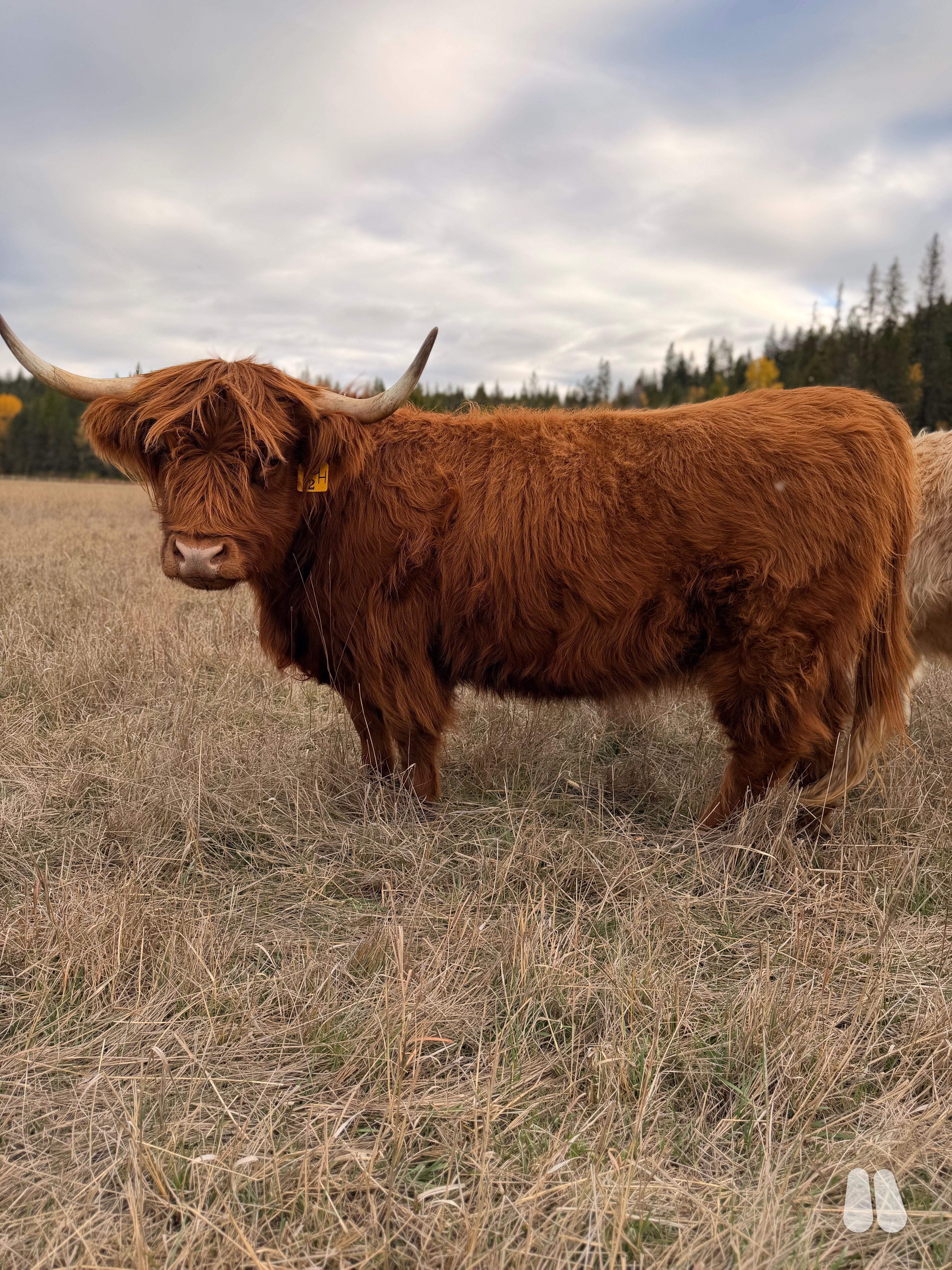 DHN Willow (Exposed) AHCA Registered Heifer (female Highland), photo 1 of 3