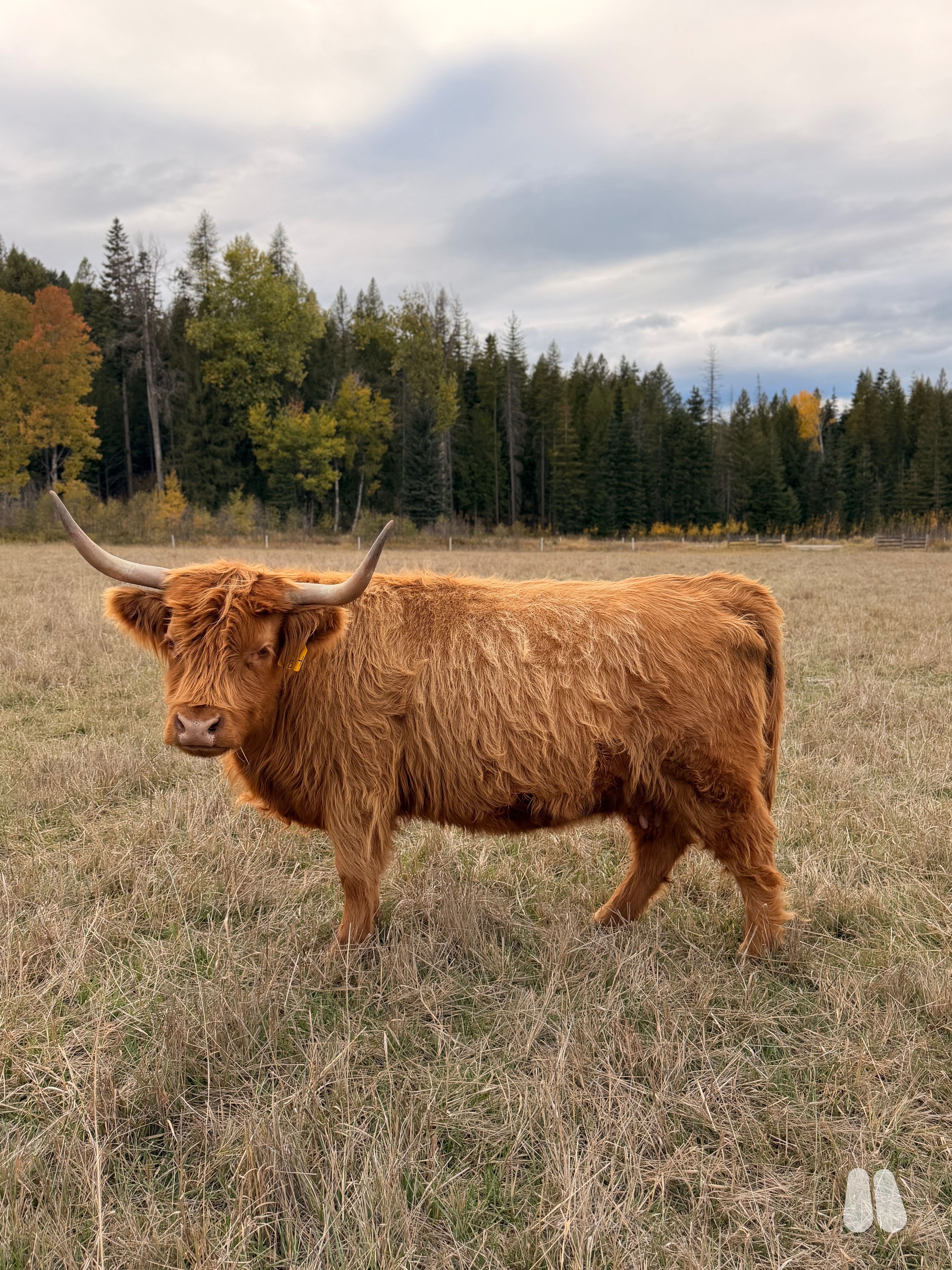 RAM Dutchess (Exposed) AHCA Registered Cow (female Highland), photo 1 of 4