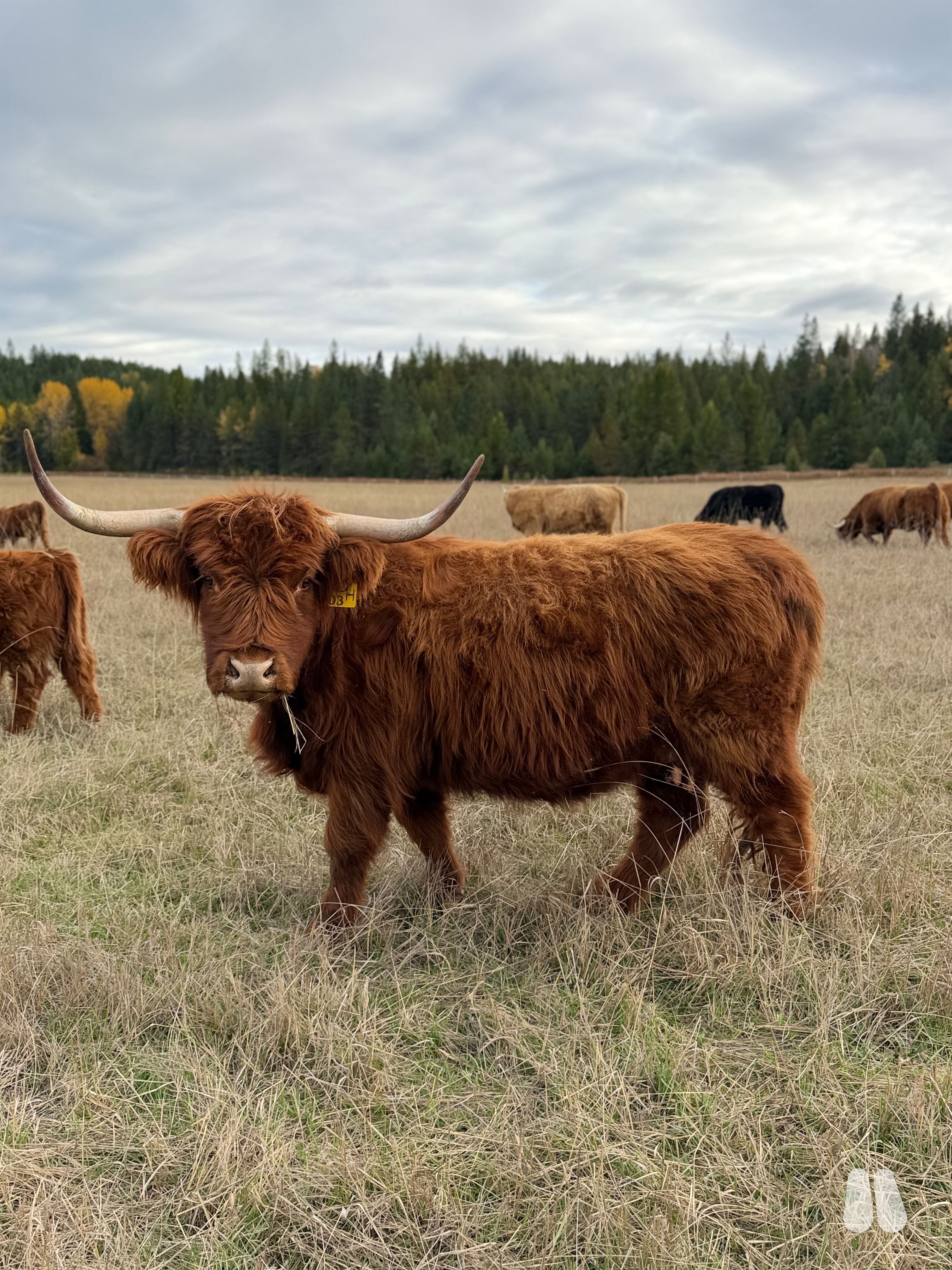 DSD Loretta (Exposed) AHCA Registered Heifer (female Highland), photo 1 of 3