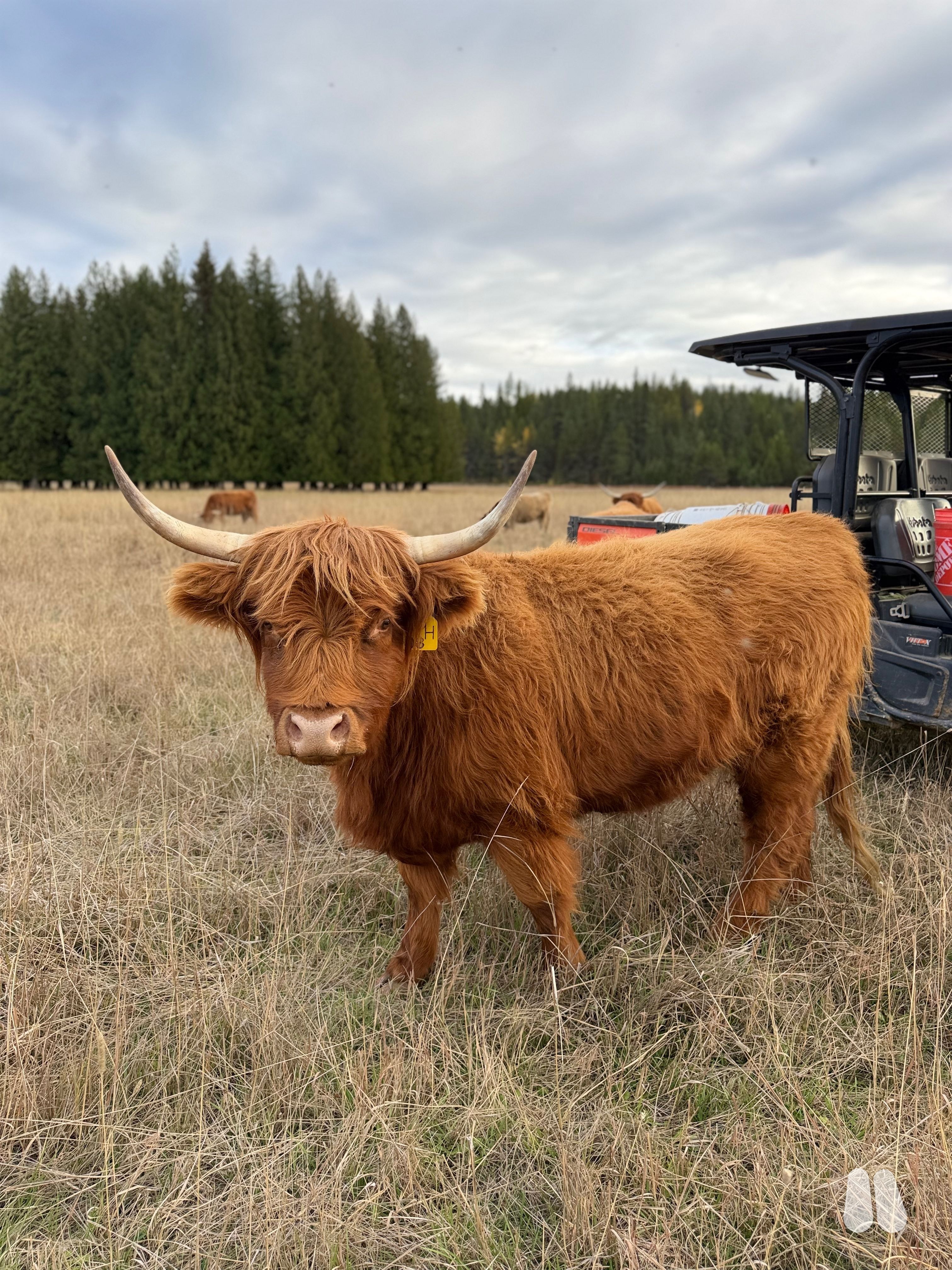 WKF Lady Juniper (AI, D) and (Exposed) (female Highland), photo 1 of 5