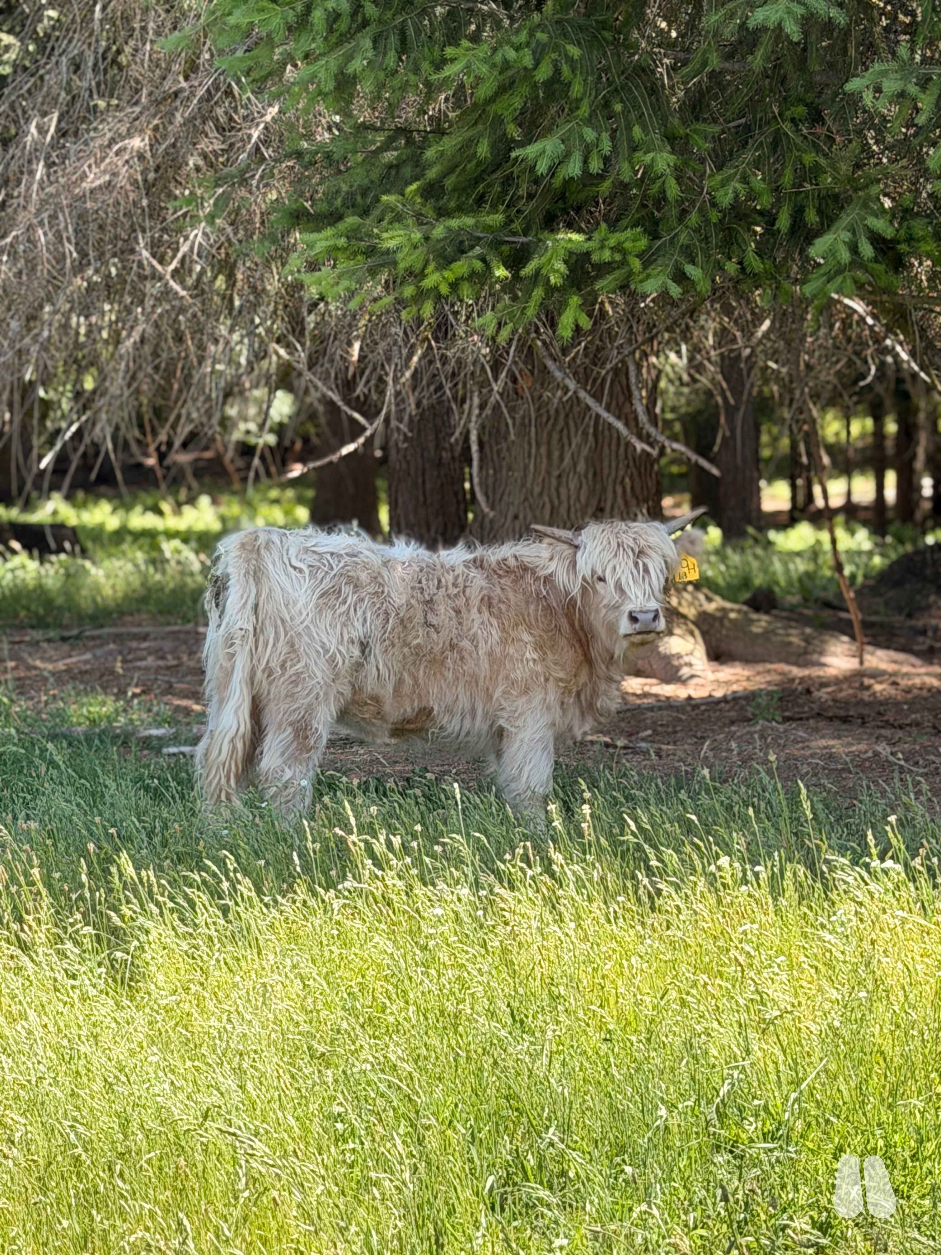 DHN Drasa (Open) AHCA Silver Registered (Pending) Heifer (female Highland), photo 1 of 5