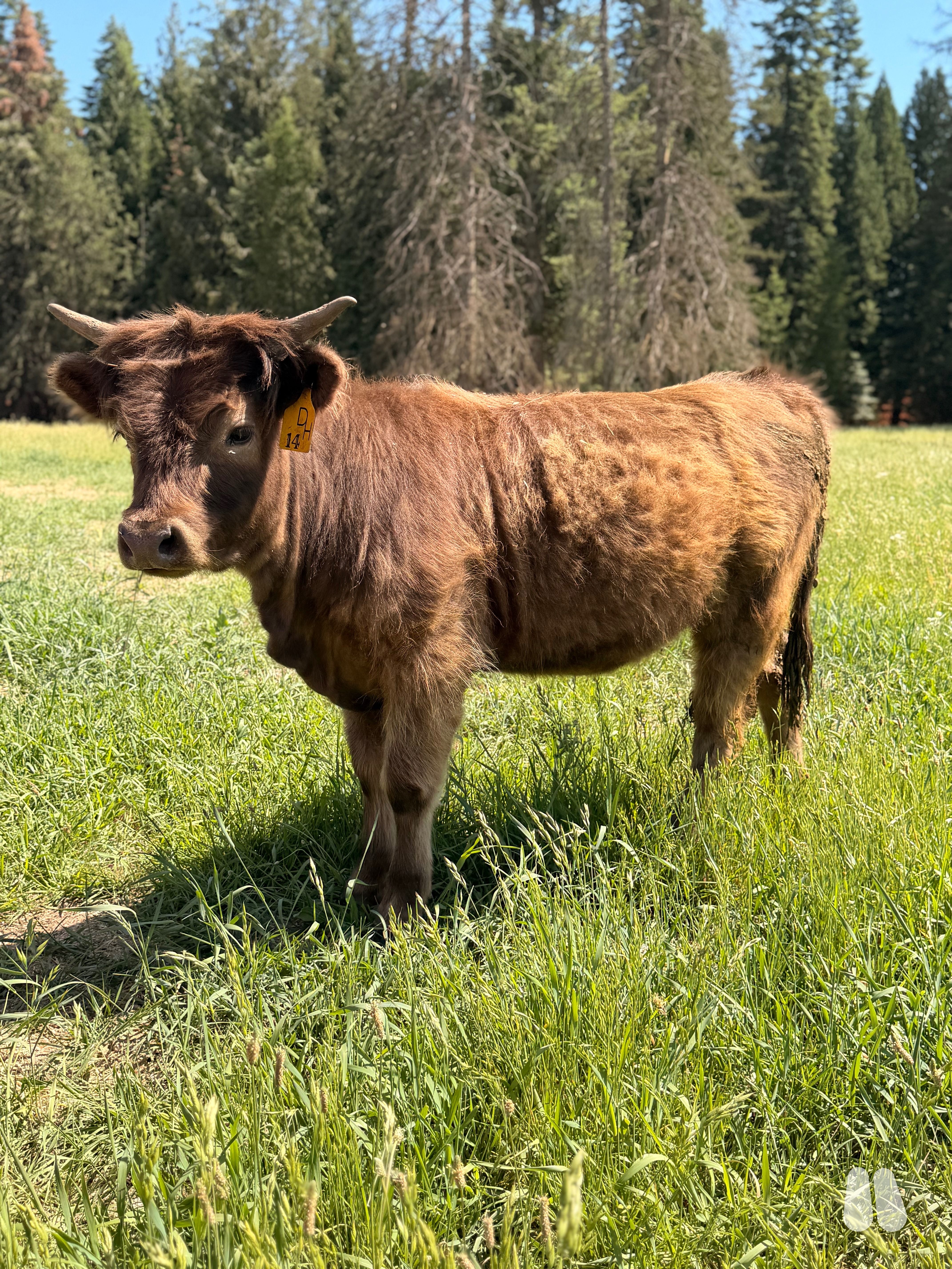 DHN Isla (Open) AHCA Registered (Pending) Dun Heifer (female Highland), photo 1 of 4