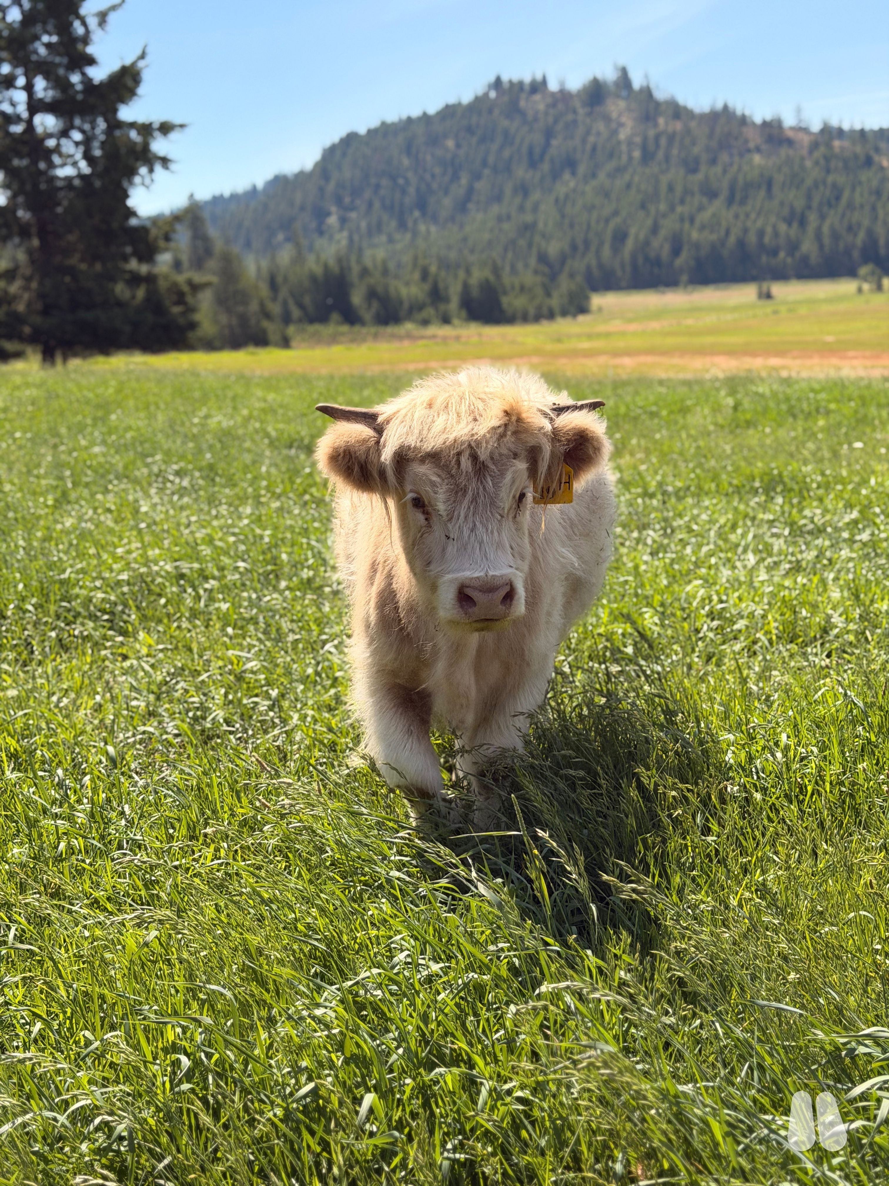DHN Fiona (Open) AHCA Registered (Pending) White Heifer (female Highland), photo 1 of 7