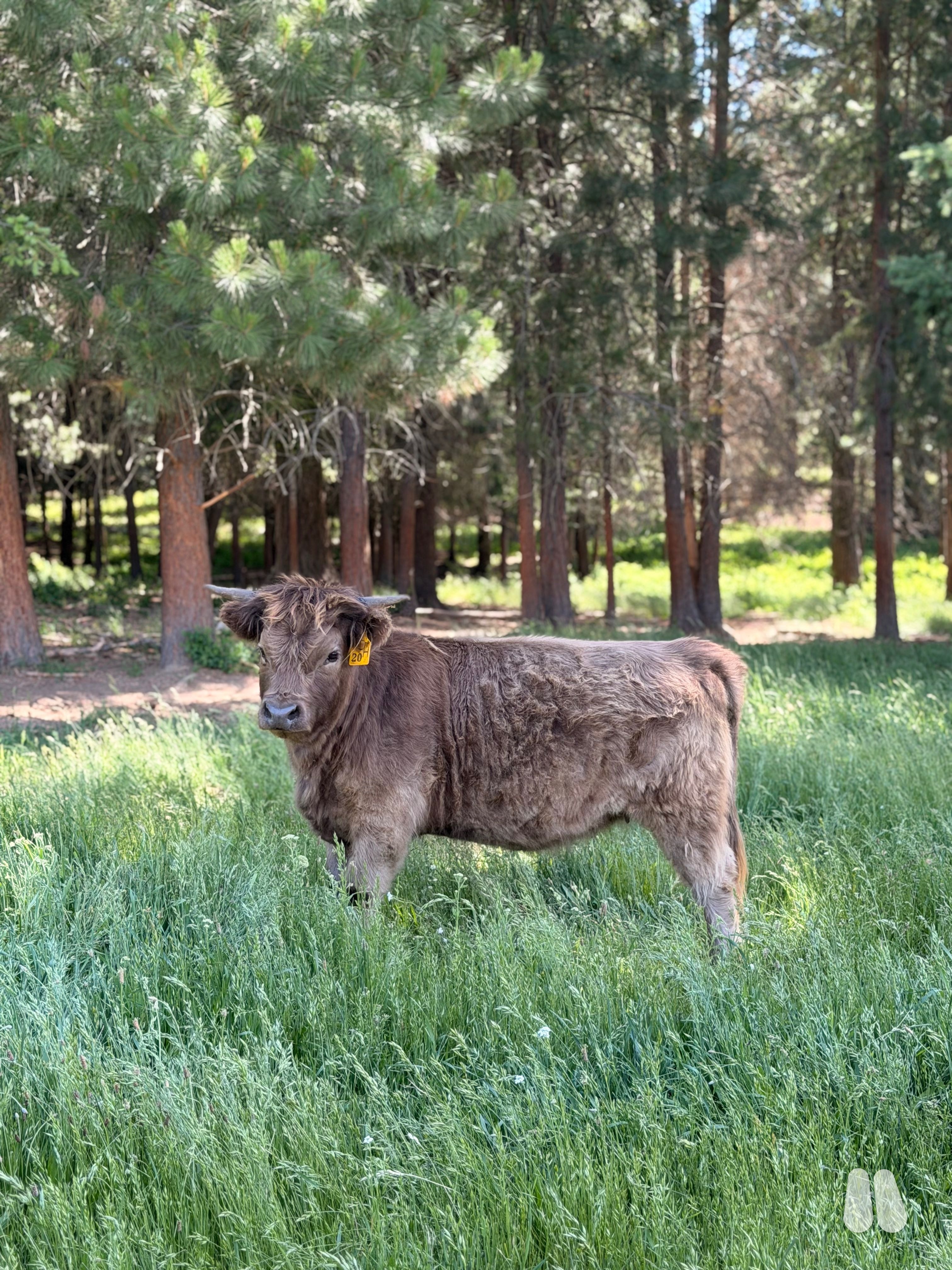 DHN Reis (Open) AHCA Registered (Pending) Dun Heifer (female Highland), photo 1 of 3