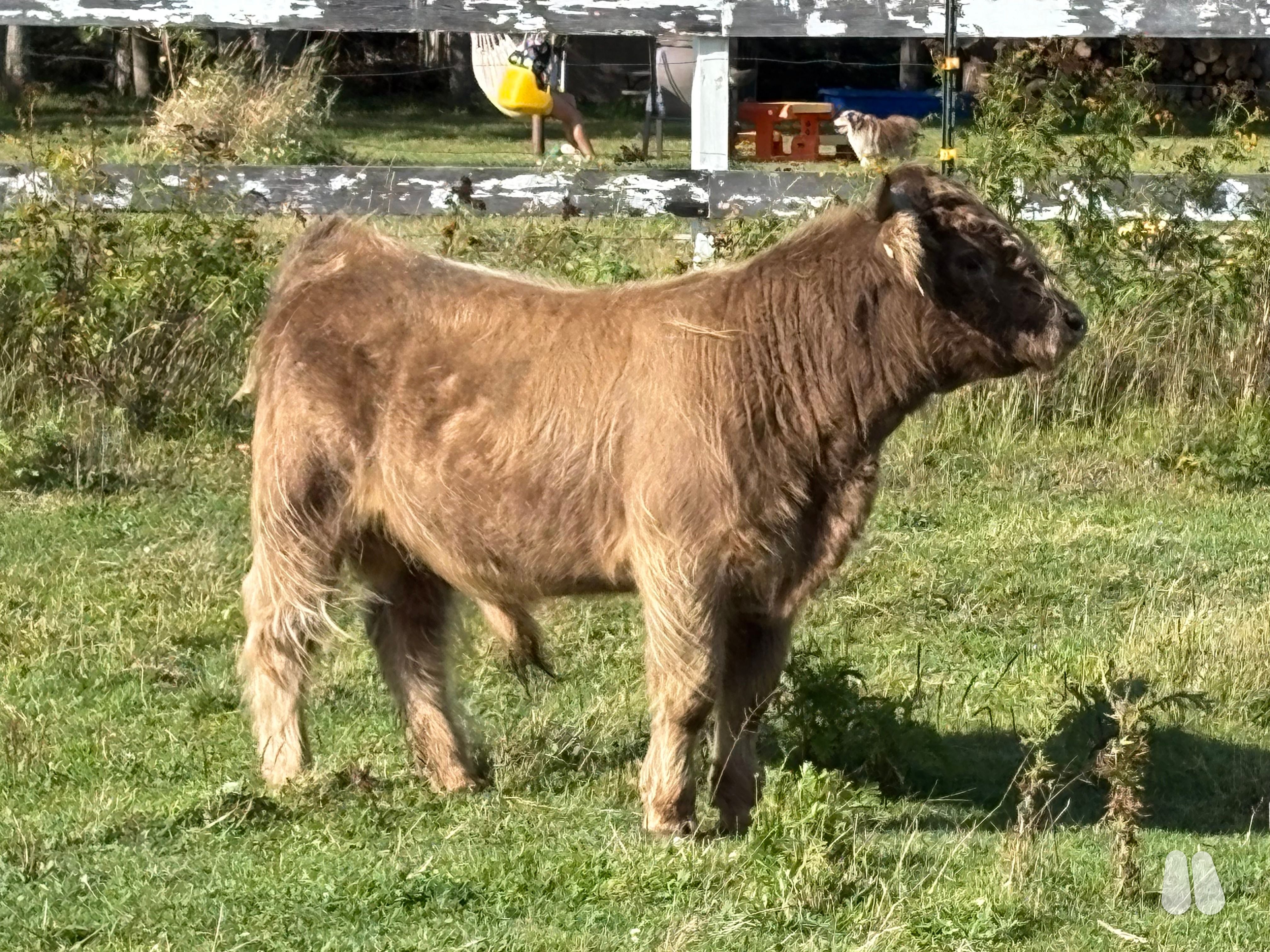 ACHA registered 17 month old Dun Bull (male Highland), photo 1 of 6
