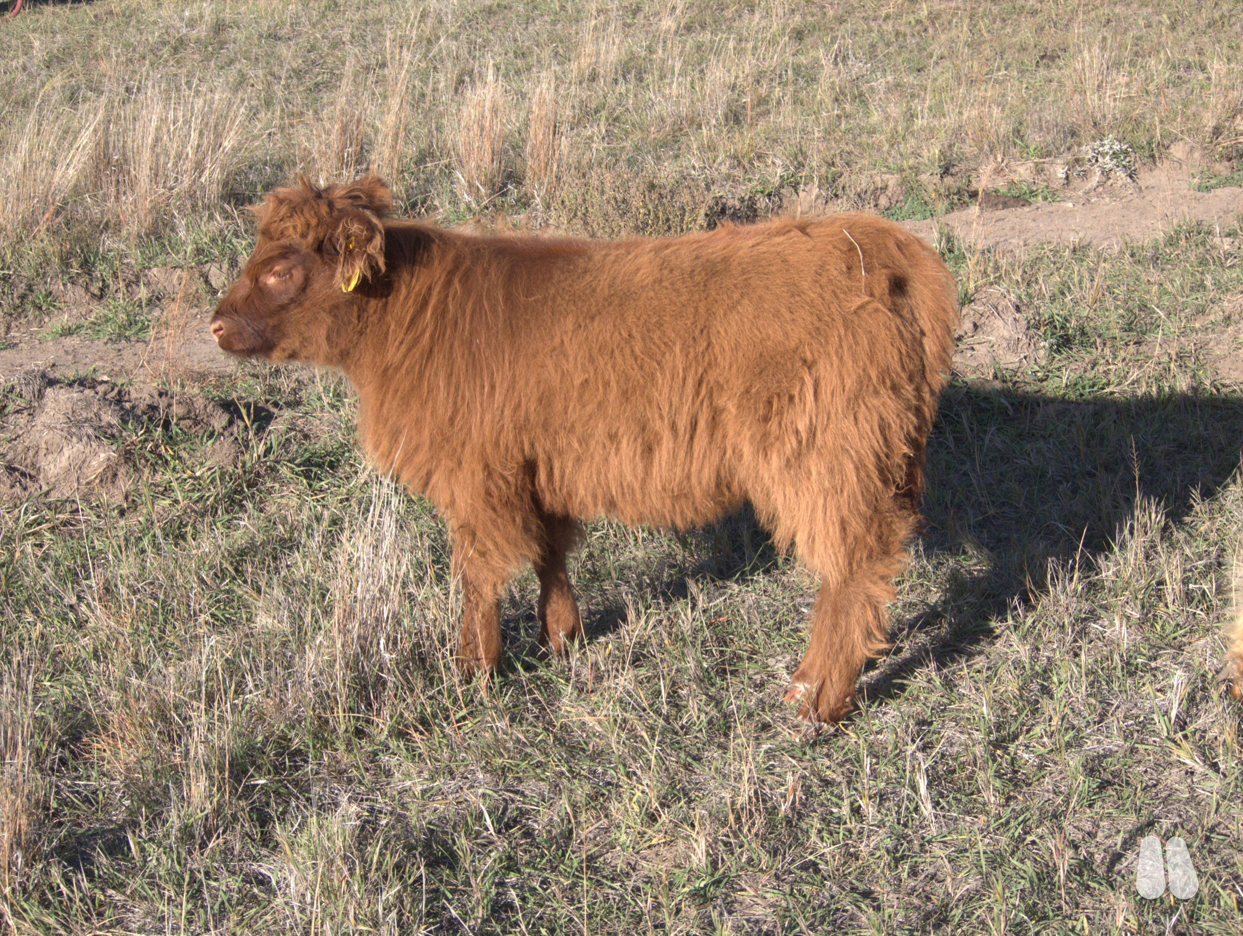 SHY Sassafras, 2026 AHCA registered Heifer Calf (female Highland), photo 1 of 5