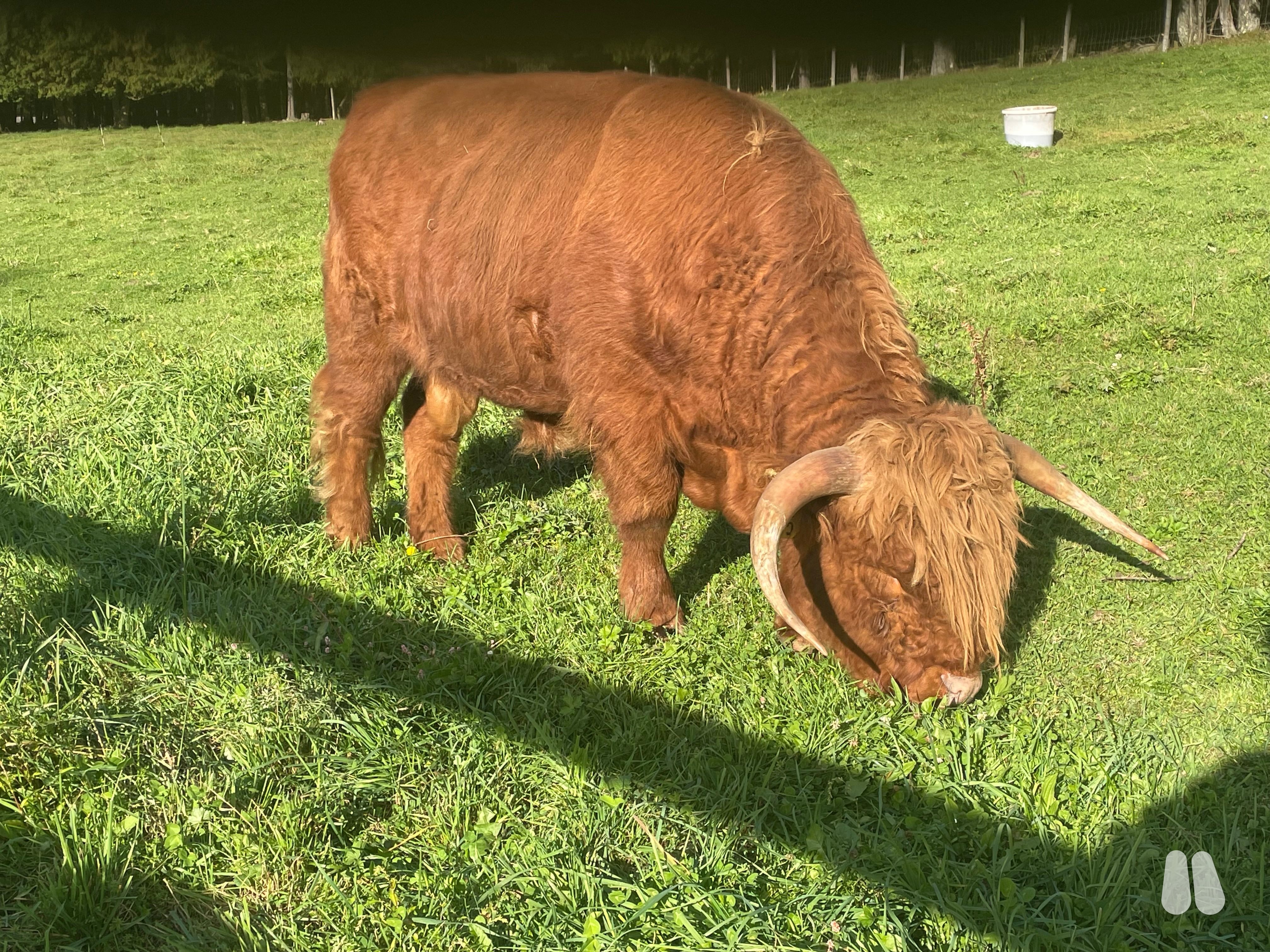 AHCA Registered Highland Bull (male Highland), photo 1 of 3
