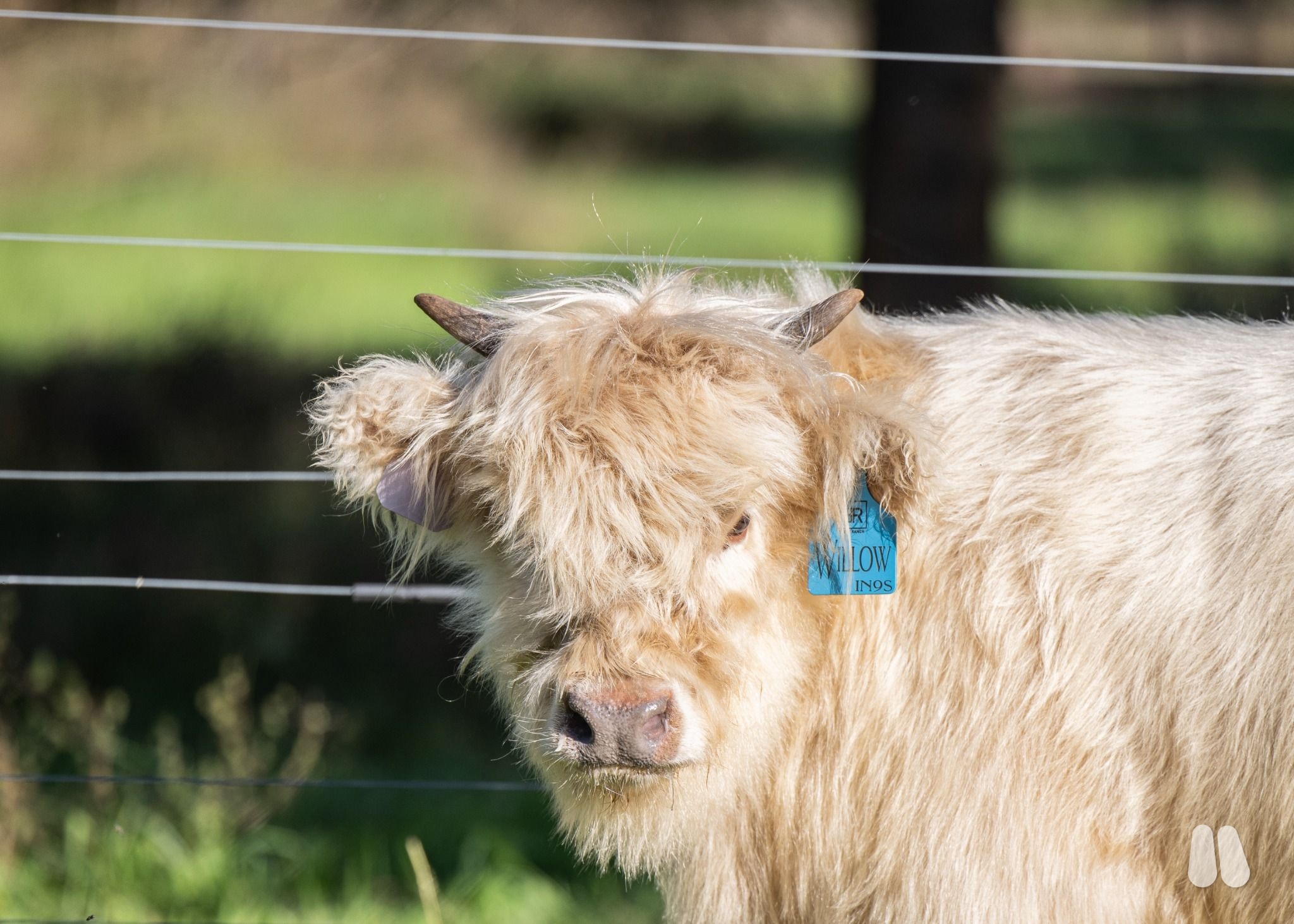 B&R Ranch Willow — Elite Silver Highland Heifer | WL Genesis × LEA Ultimatum (female Highland), photo 1 of 3
