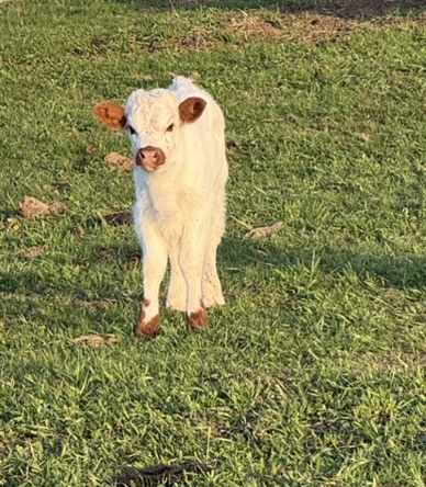 HighPark Heifer (female Highland), photo 1 of 3