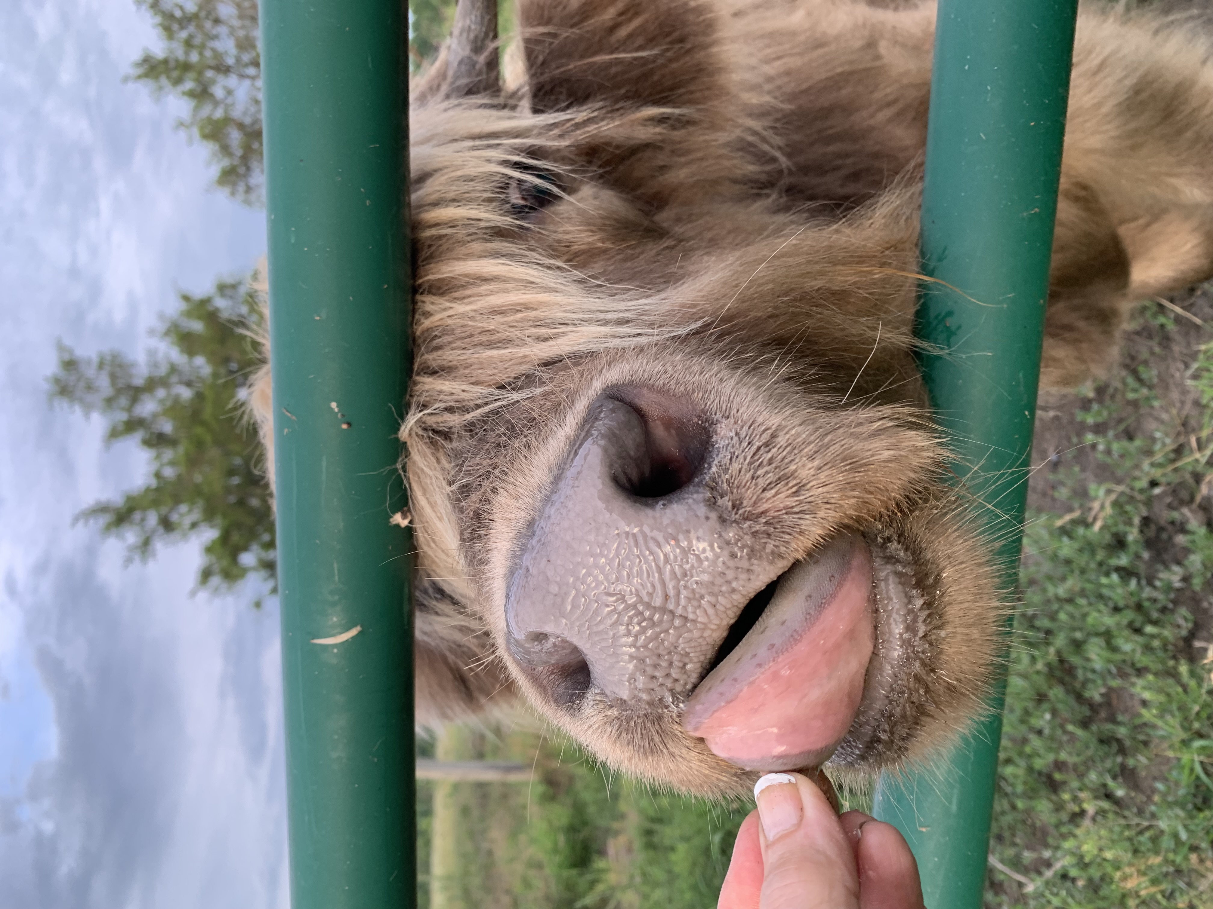 The coolest little light dunn bull calf! (male Highland), photo 1 of 10