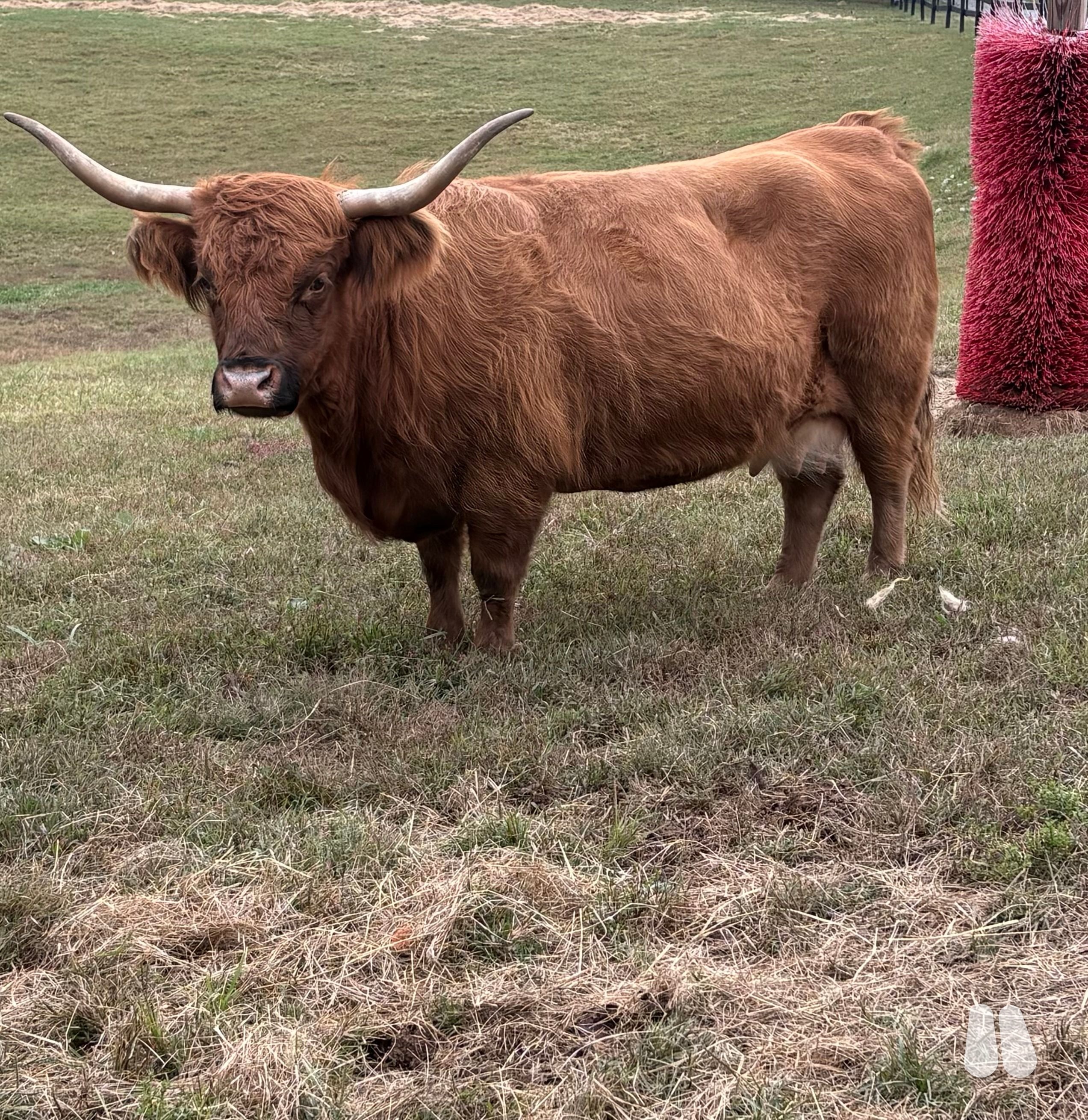 Registered Scottish Highland Cow (female Highland), photo 1 of 4