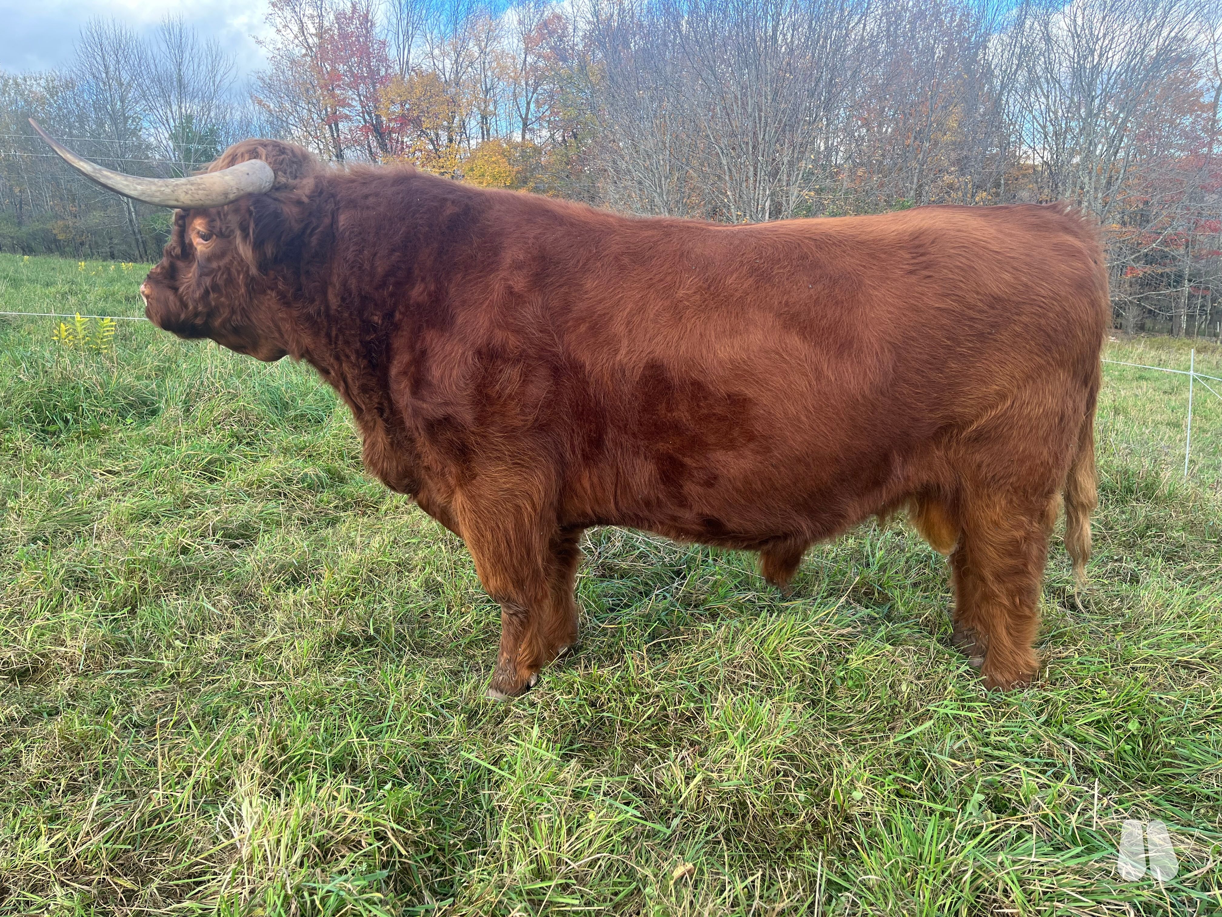 Proven AHCA Bull (male Highland), photo 1 of 5