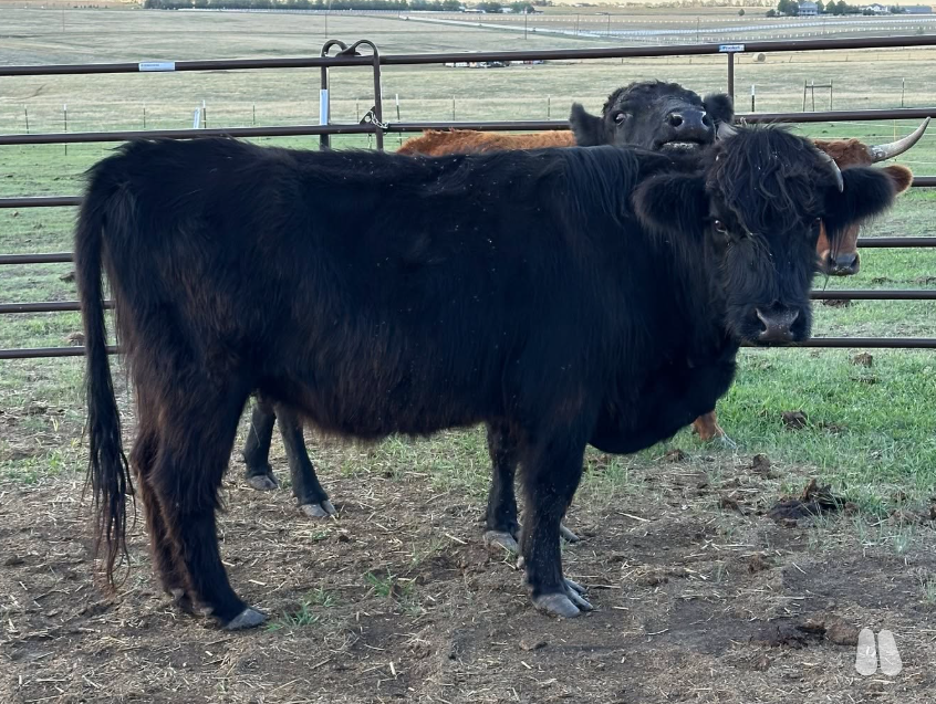 Registered Highland Cow in Franktown, CO (female Highland), photo 1 of 3