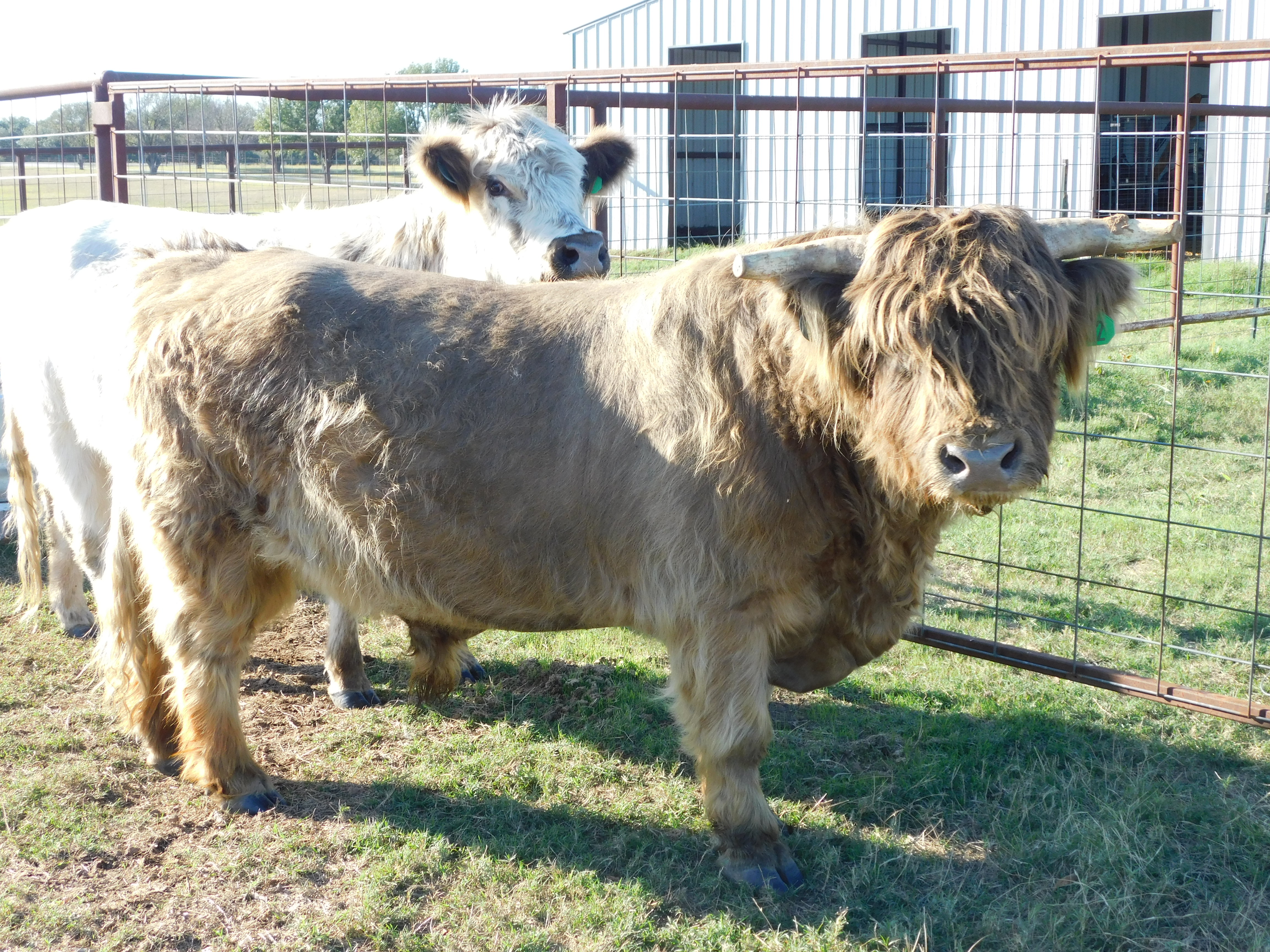 (Winston) 3yo Proven Dun Highland Bull (male Highland), photo 1 of 6