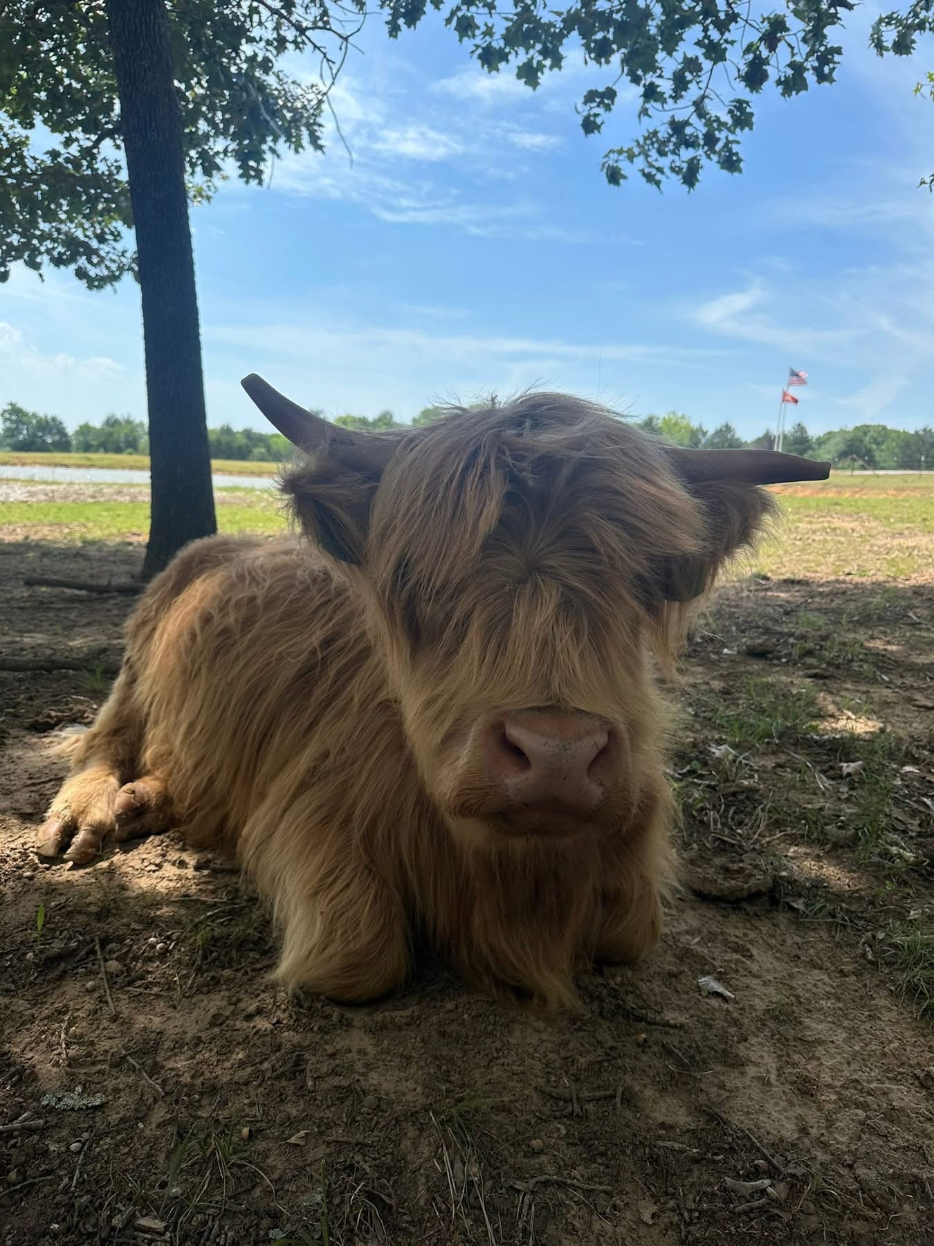 (Novah) 3 y/o Yellow Highland Cow-Exposed (female Highland), photo 1 of 8