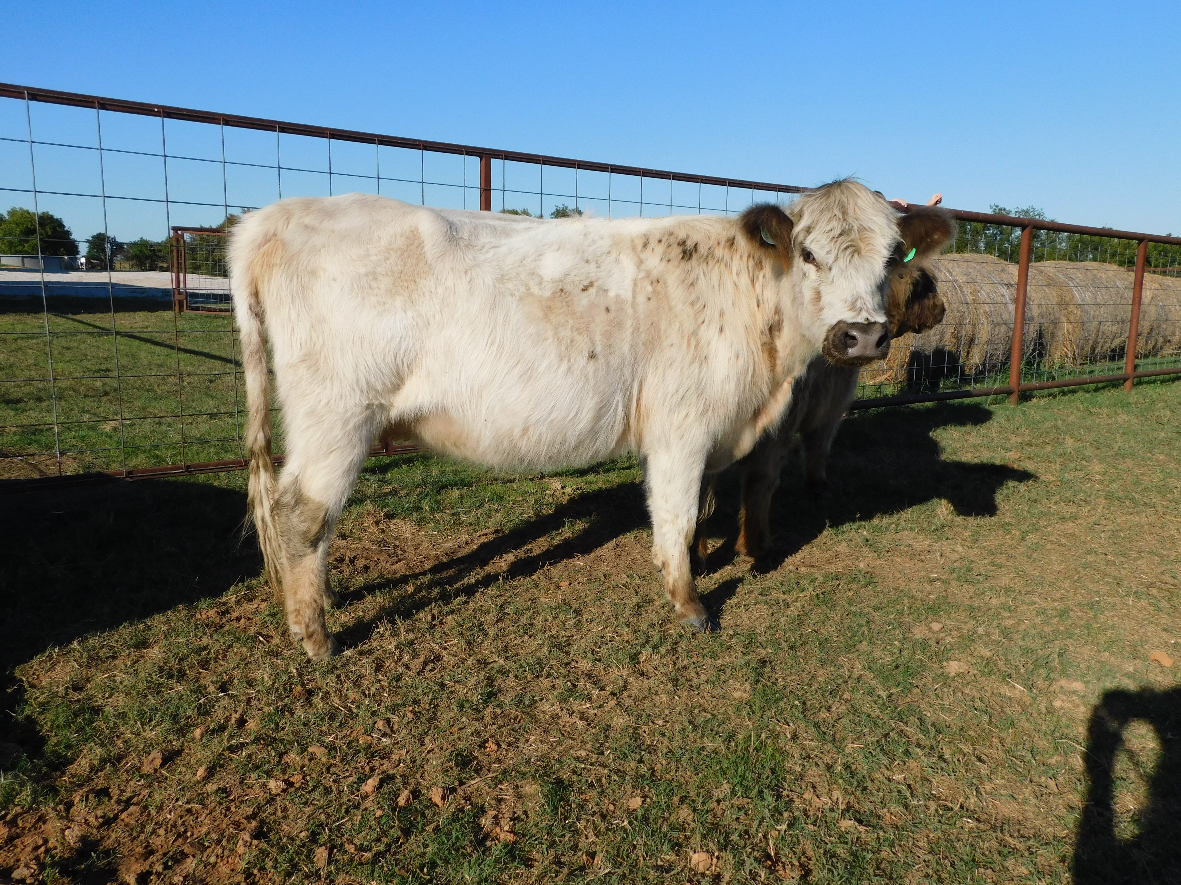 (Willow) 3 y/o Highpark Cow-Exposed (female Highland), photo 1 of 7