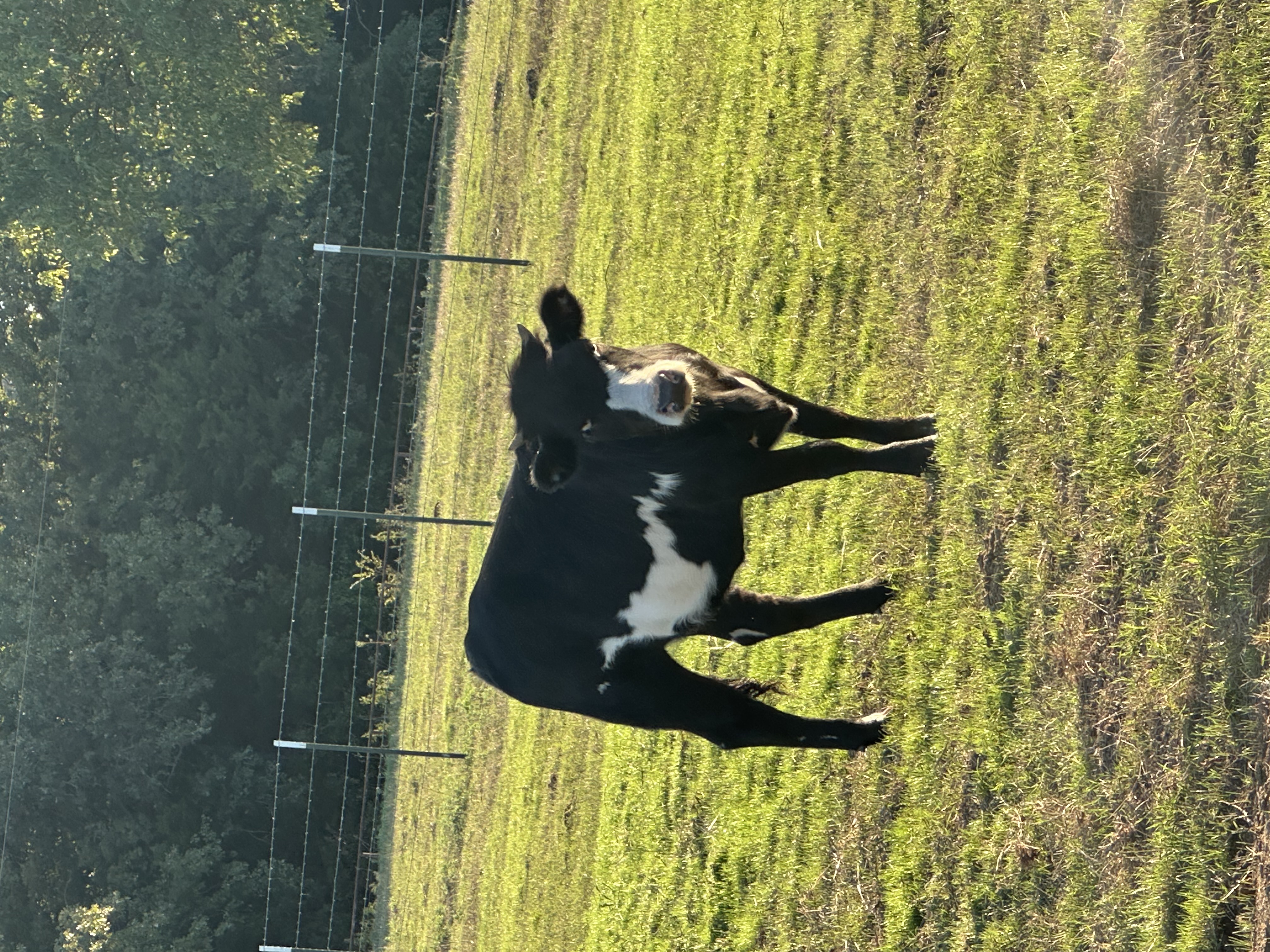 (Athena) 10 Month Old Lightening Bolt Heifer (female Other / Not listed), photo 1 of 4