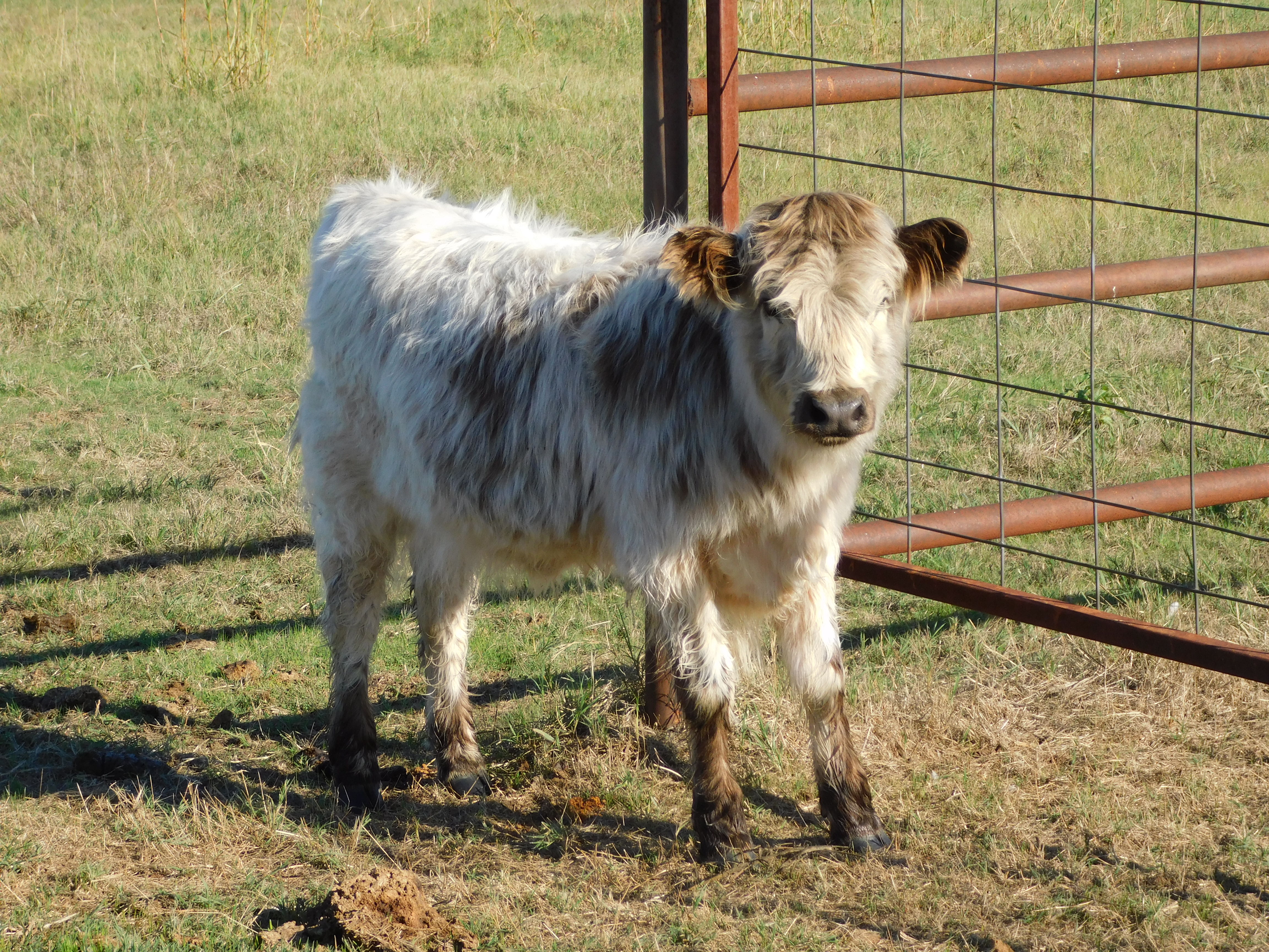 (Pips) 5 Month Old Highpark Heifer (female Other / Not listed), photo 1 of 7