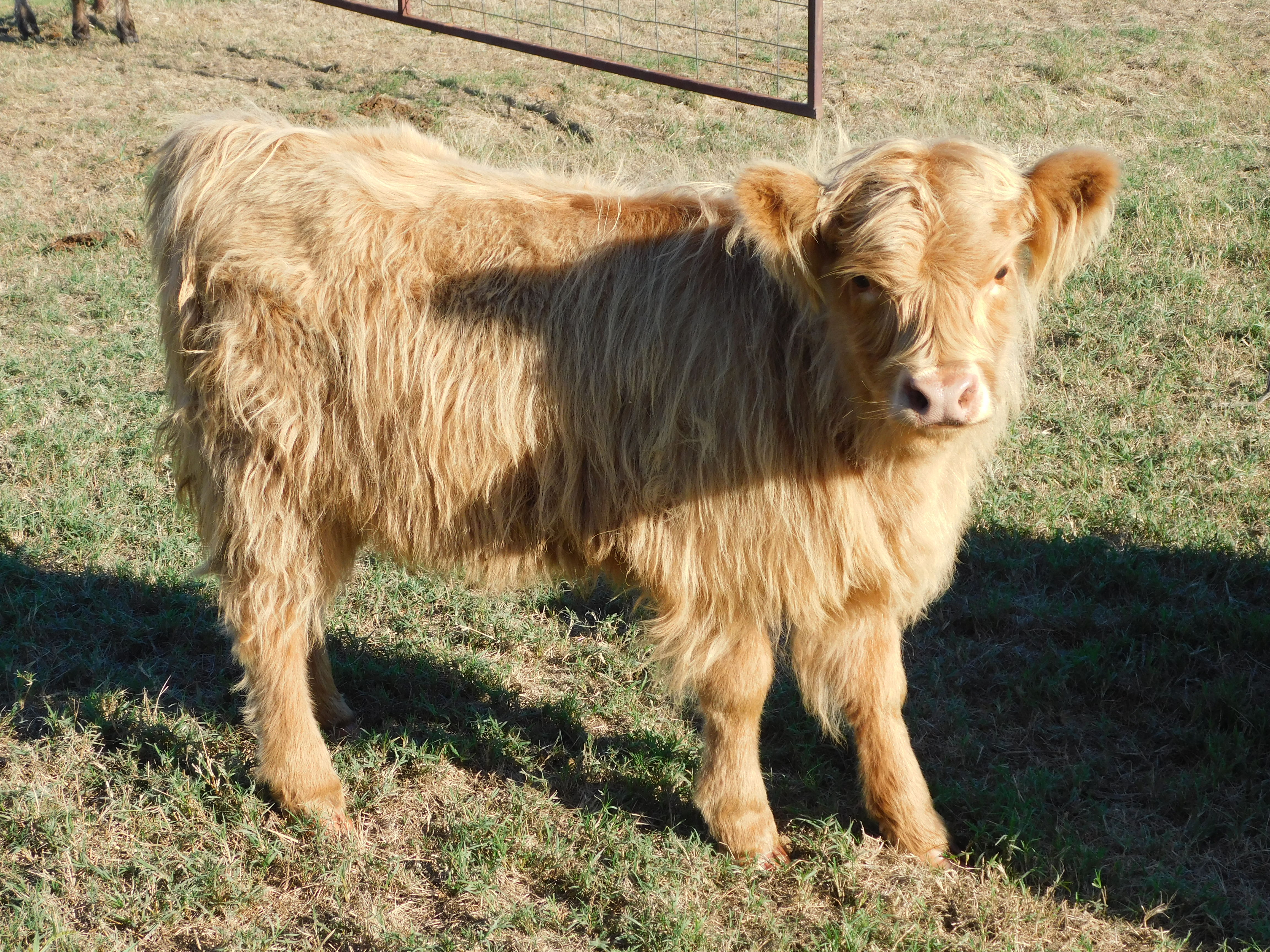(Mavis) 4 Month Old Highland Heifer (female Highland), photo 1 of 4