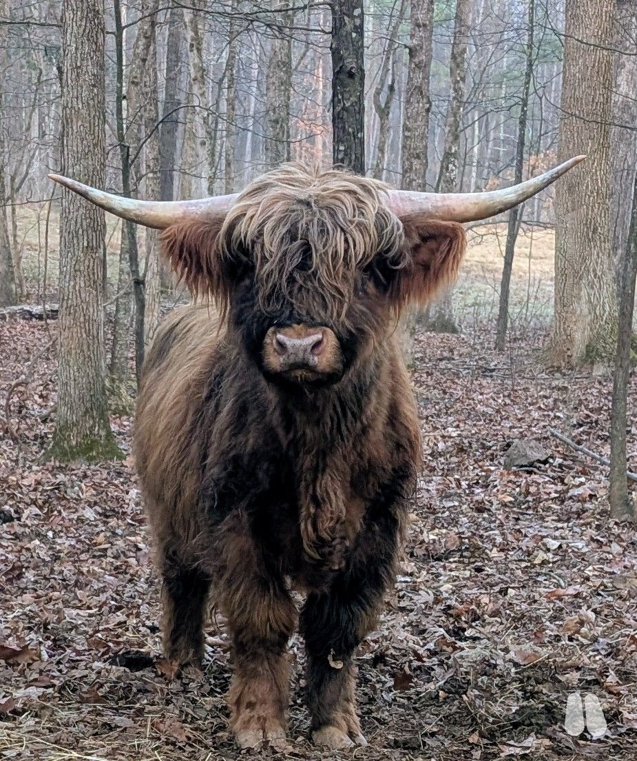 Gentle Registered red/brindle Highland Bull (male Highland), photo 1 of 4