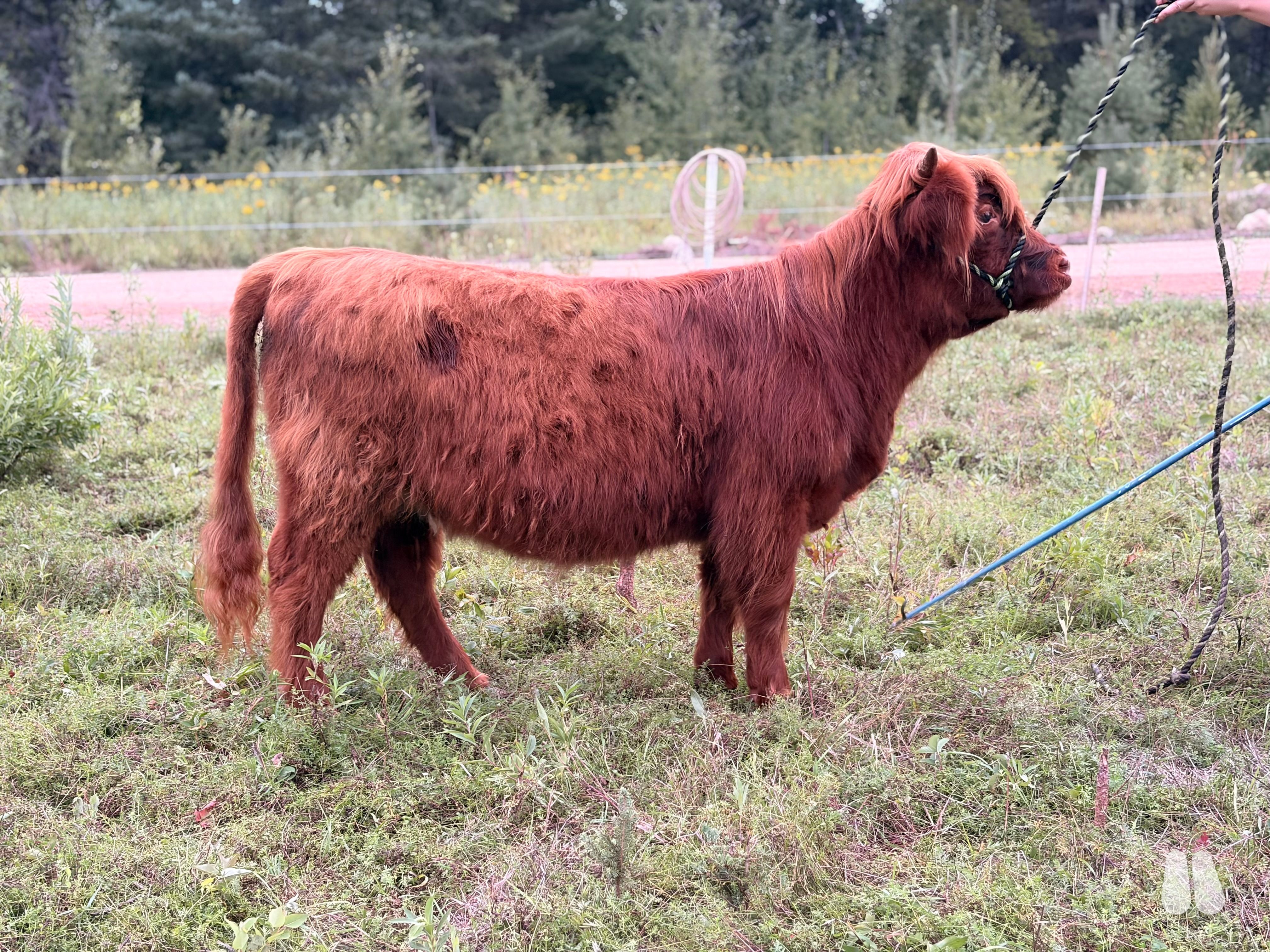 ACHA Registered Heifer II Beyond Hope Sangria (female Highland), photo 1 of 5