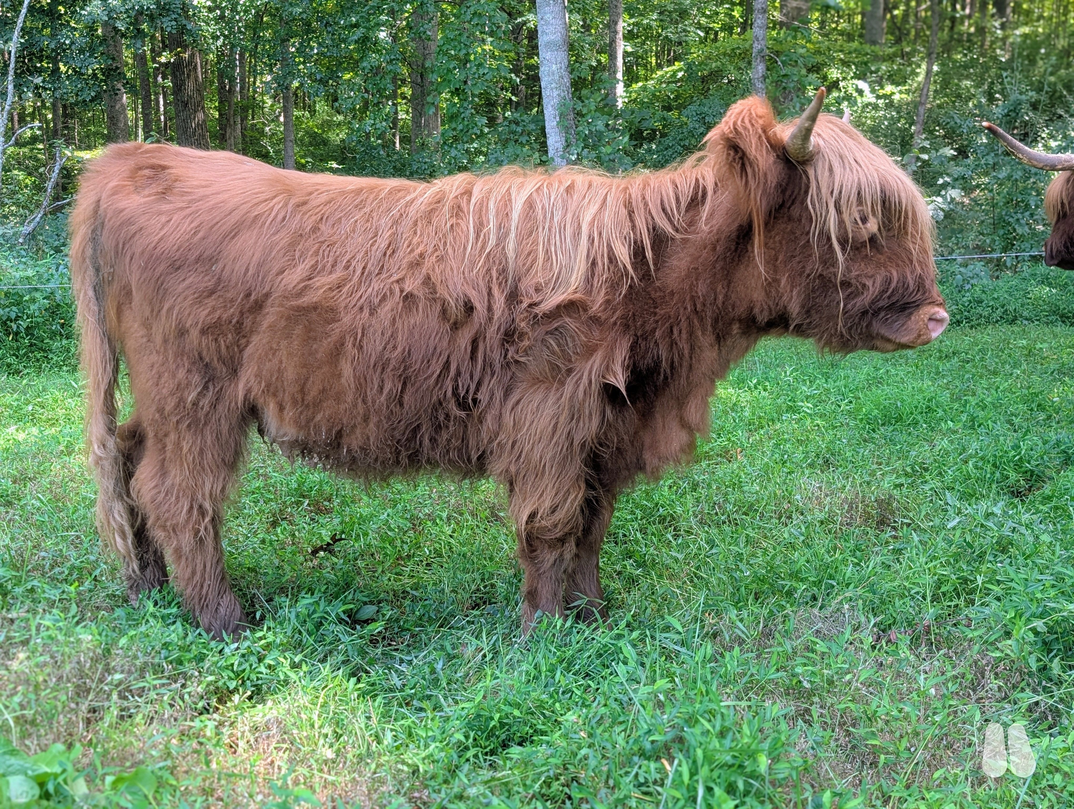 Registered Highland Heifer (female Highland), photo 1 of 3